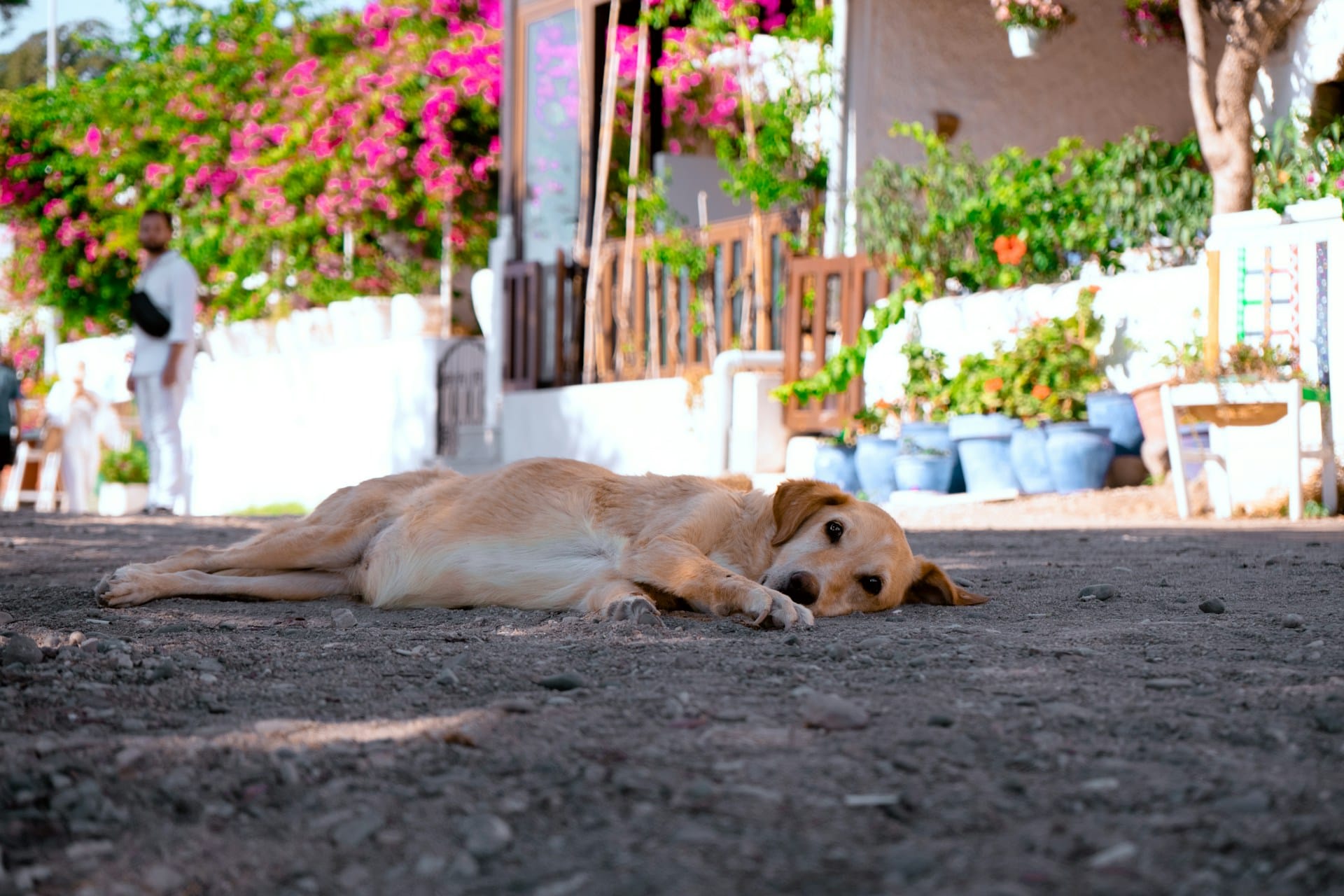 Dicas para ajudar cães, gatos e animais a lidar com o calor e ondas de calor no Verão