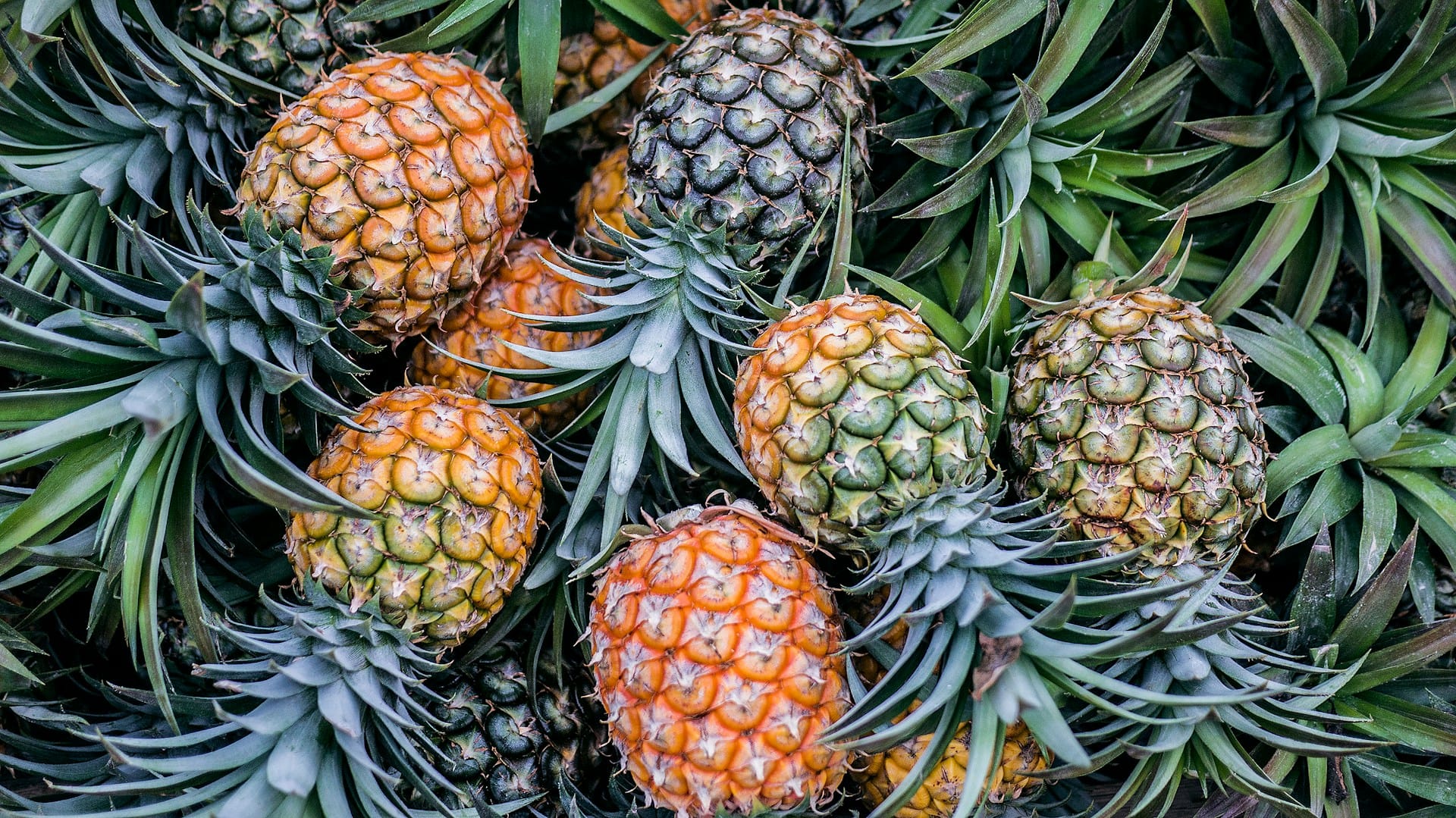 Saiba como utilizar na totalidade o ananás, todas as partes, e criar pratos deliciosos zero desperdício