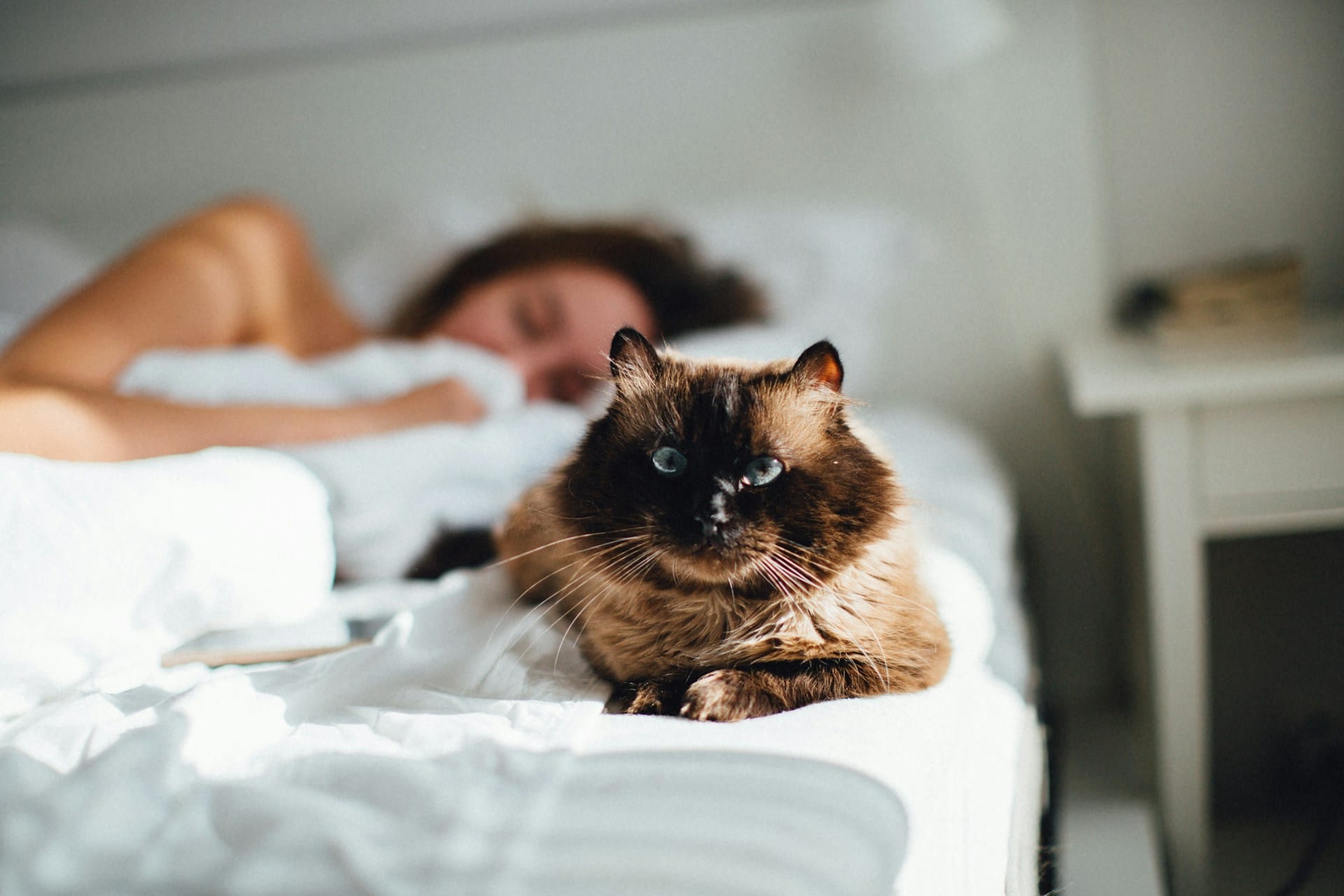 Guia para Criar um Gato Feliz, Saudável e Sustentável