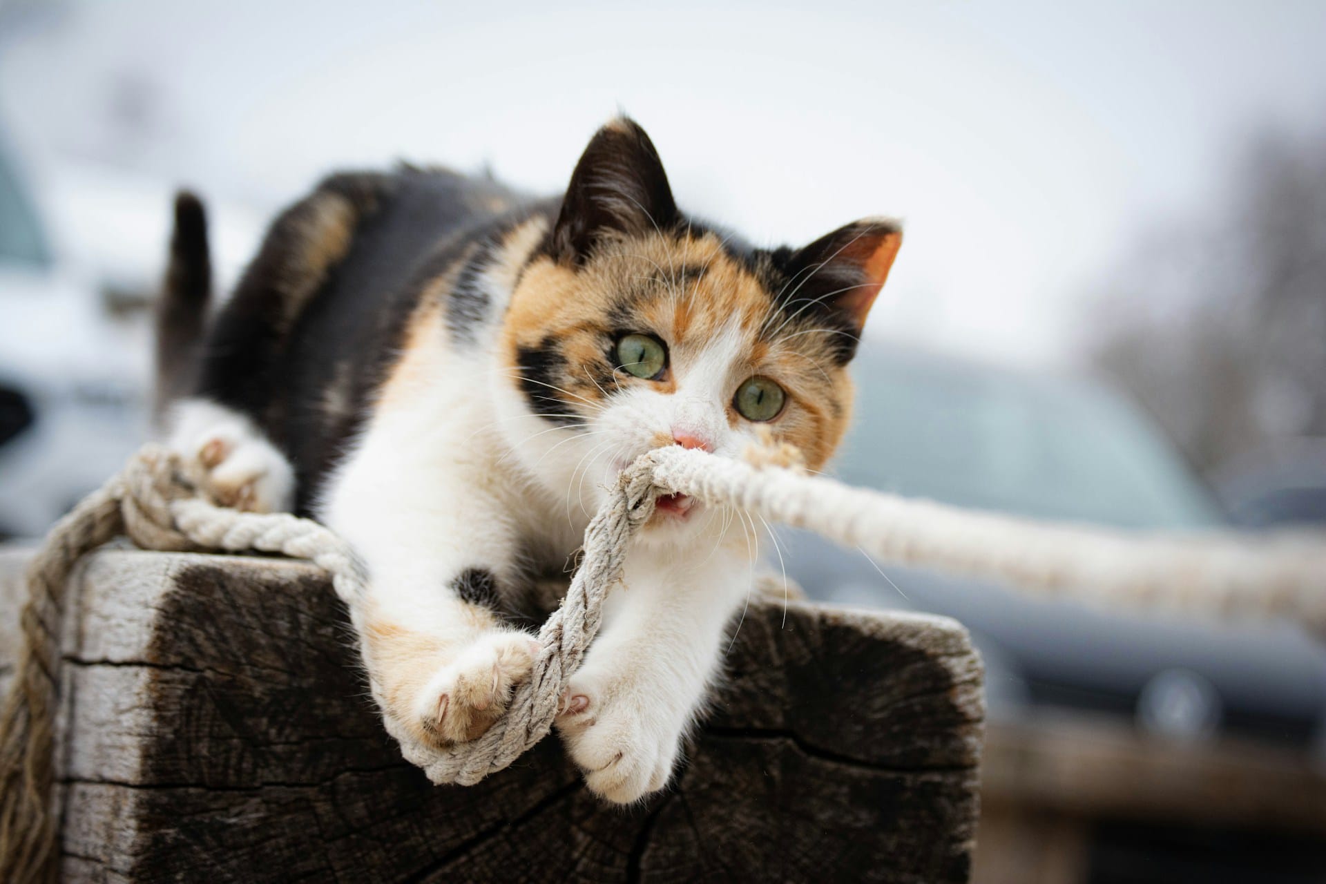 Brincar é fundamental para manter os gatos saudáveis e felizes, encontre brinquedos sustentáveis em murta.eco