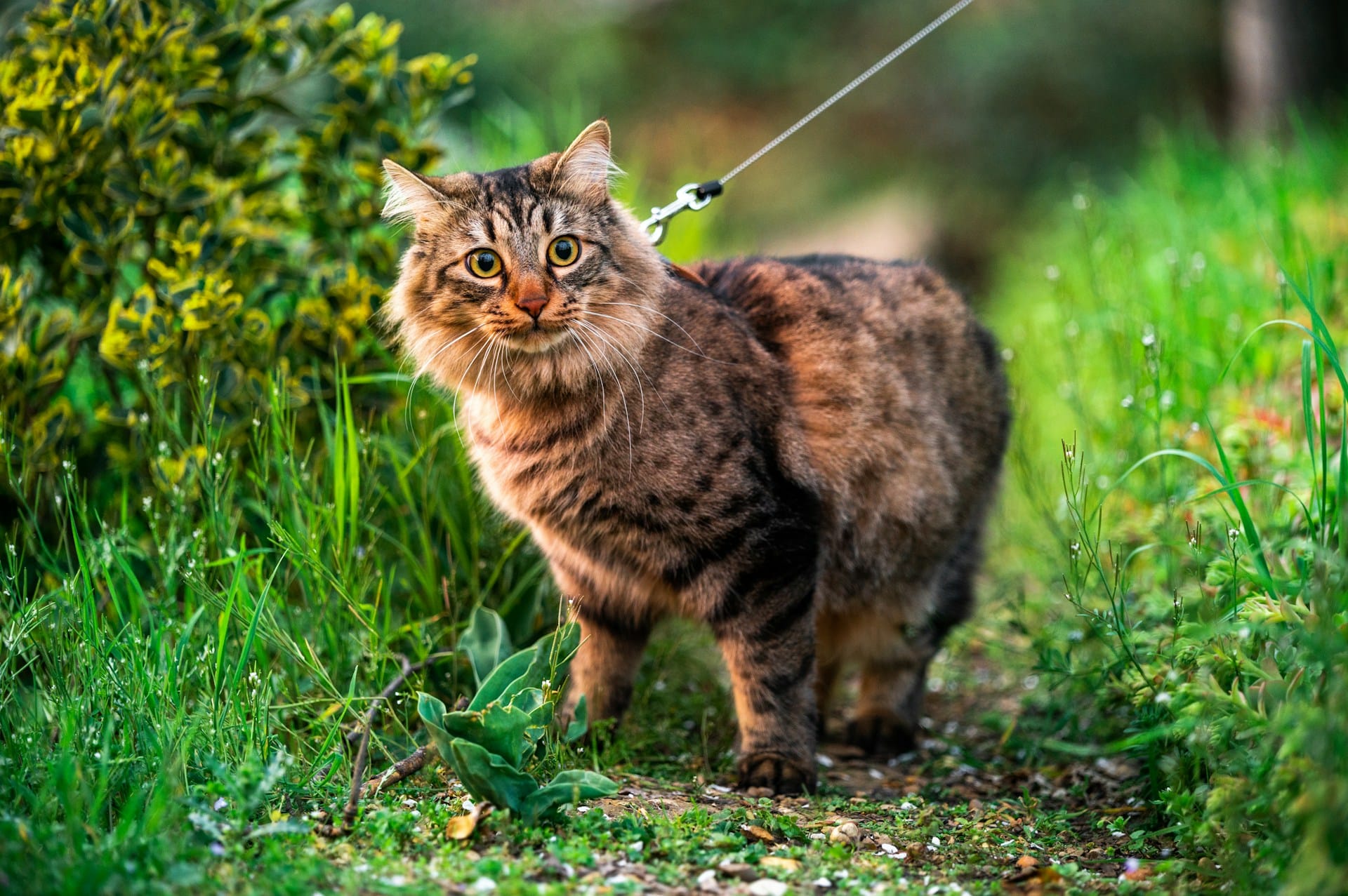 Passeie com o seu gato com segurança e estilo com coleiras, trelas e peitorais artesanais e portugueses disponíveis em murta.eco