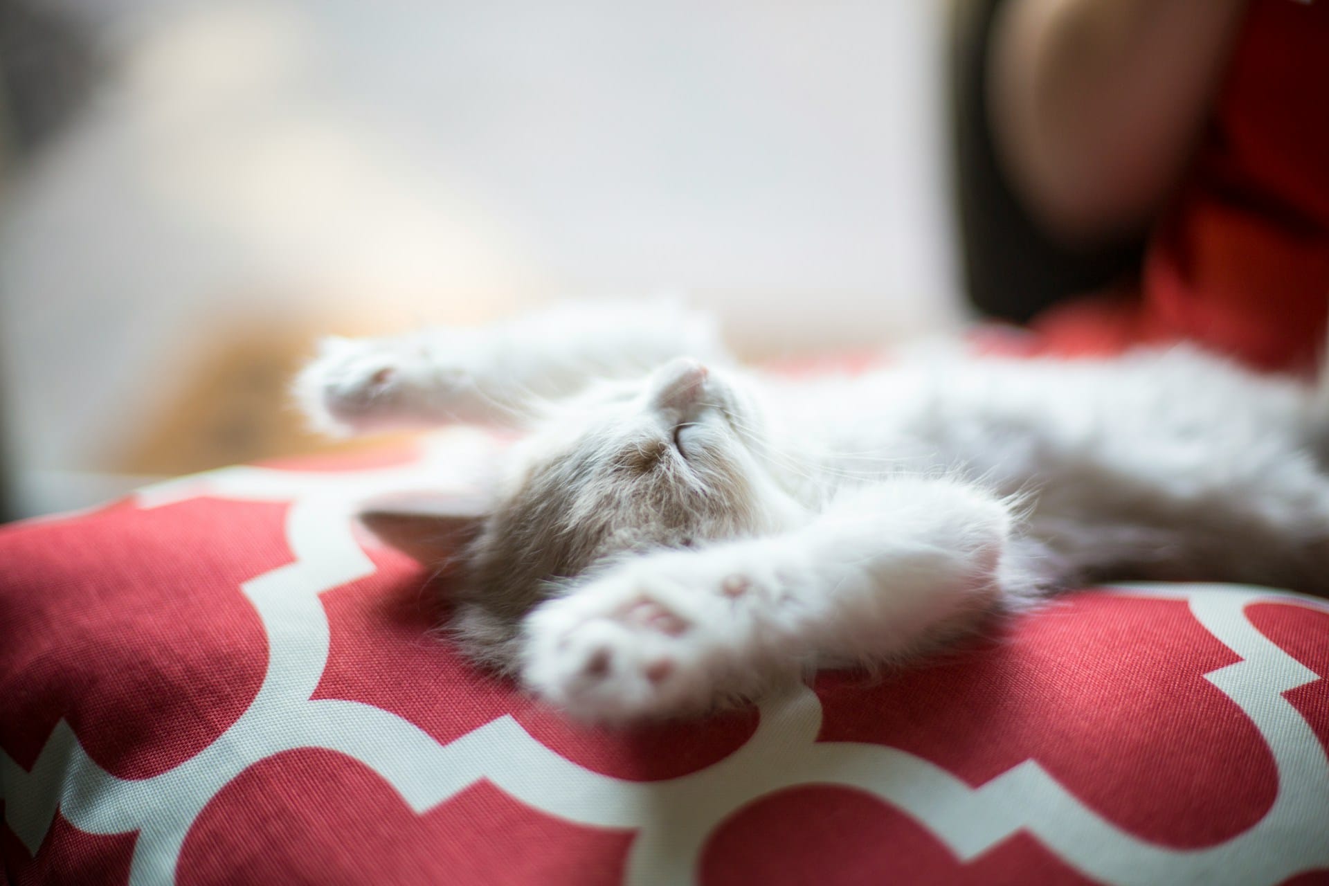 Mantenha a rotina simples e sustentável e divirta-se nesta nova aventura com o seu gato