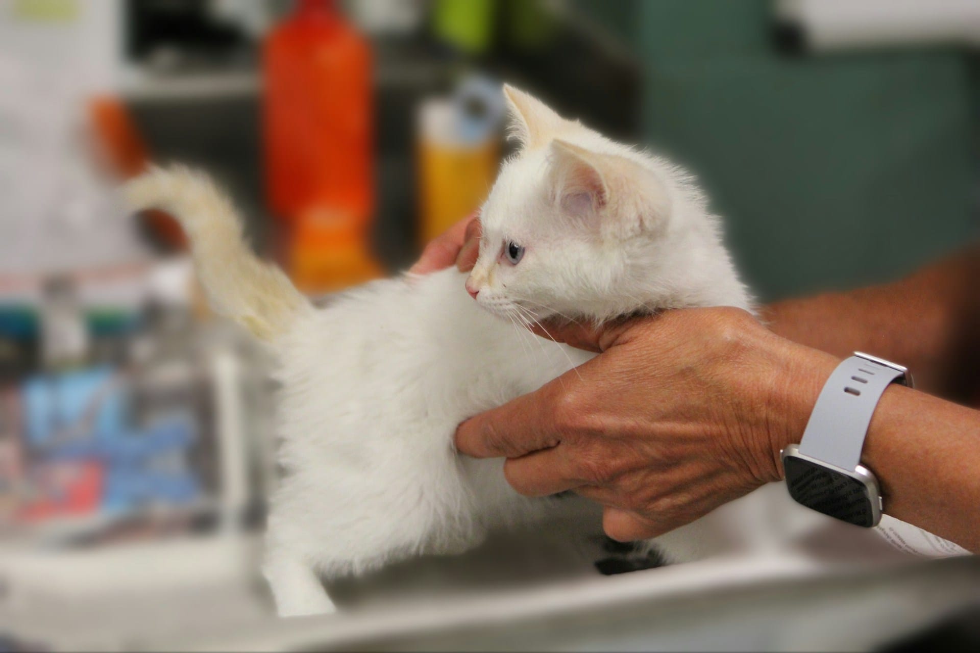 Mantenha os controlos vacinas e desparasitações em dia com o seu gato