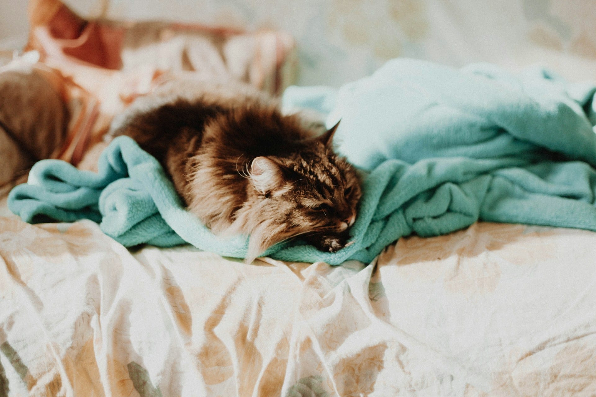Uma cama é fundamental para dar segurança e conforto ao seu gato, escolha artesanais e portuguesas em murta.eco