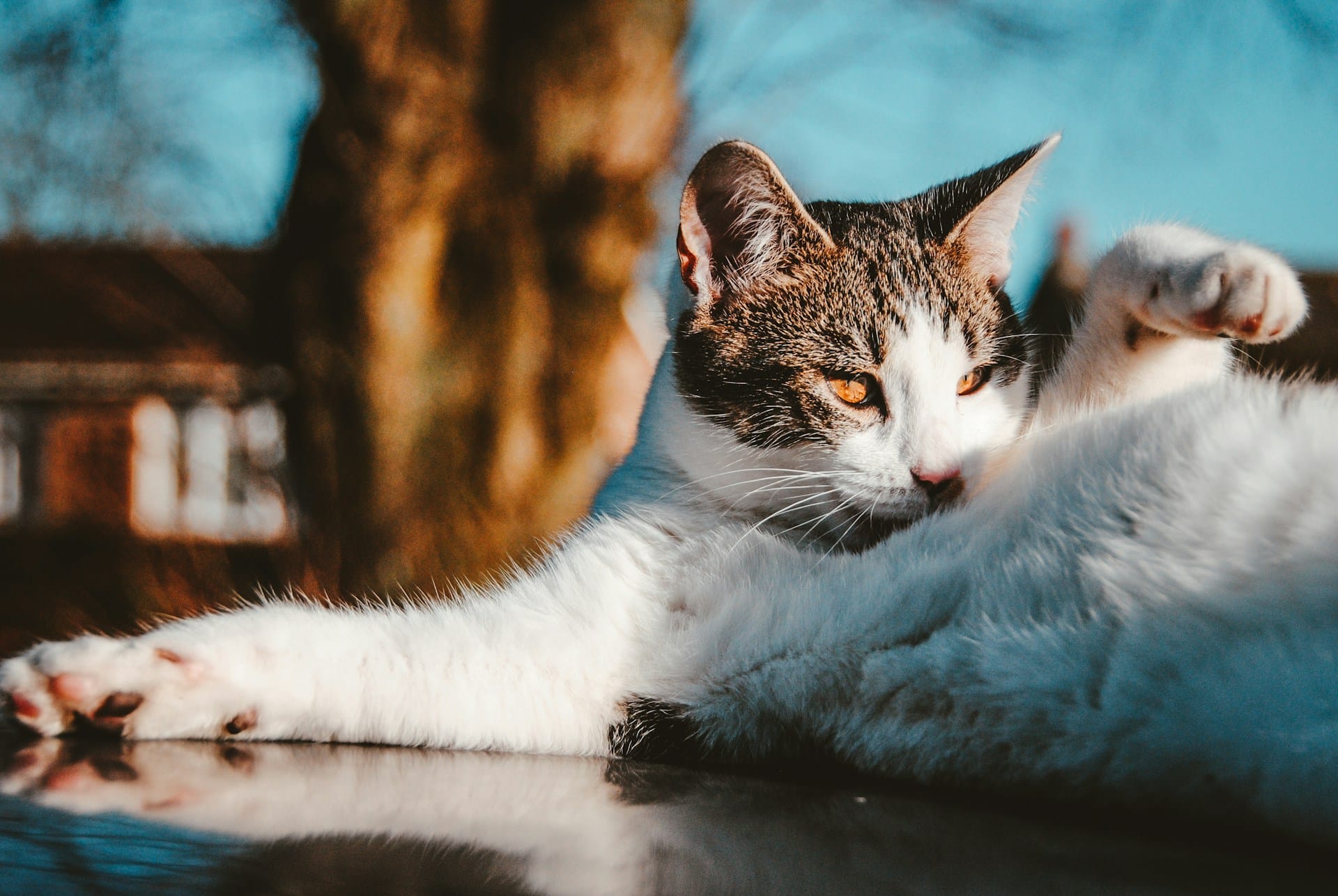 Toalhitas, toalhetes e sabão champô para a higiene e banho ocasional do seu gato disponíveis em murta.eco