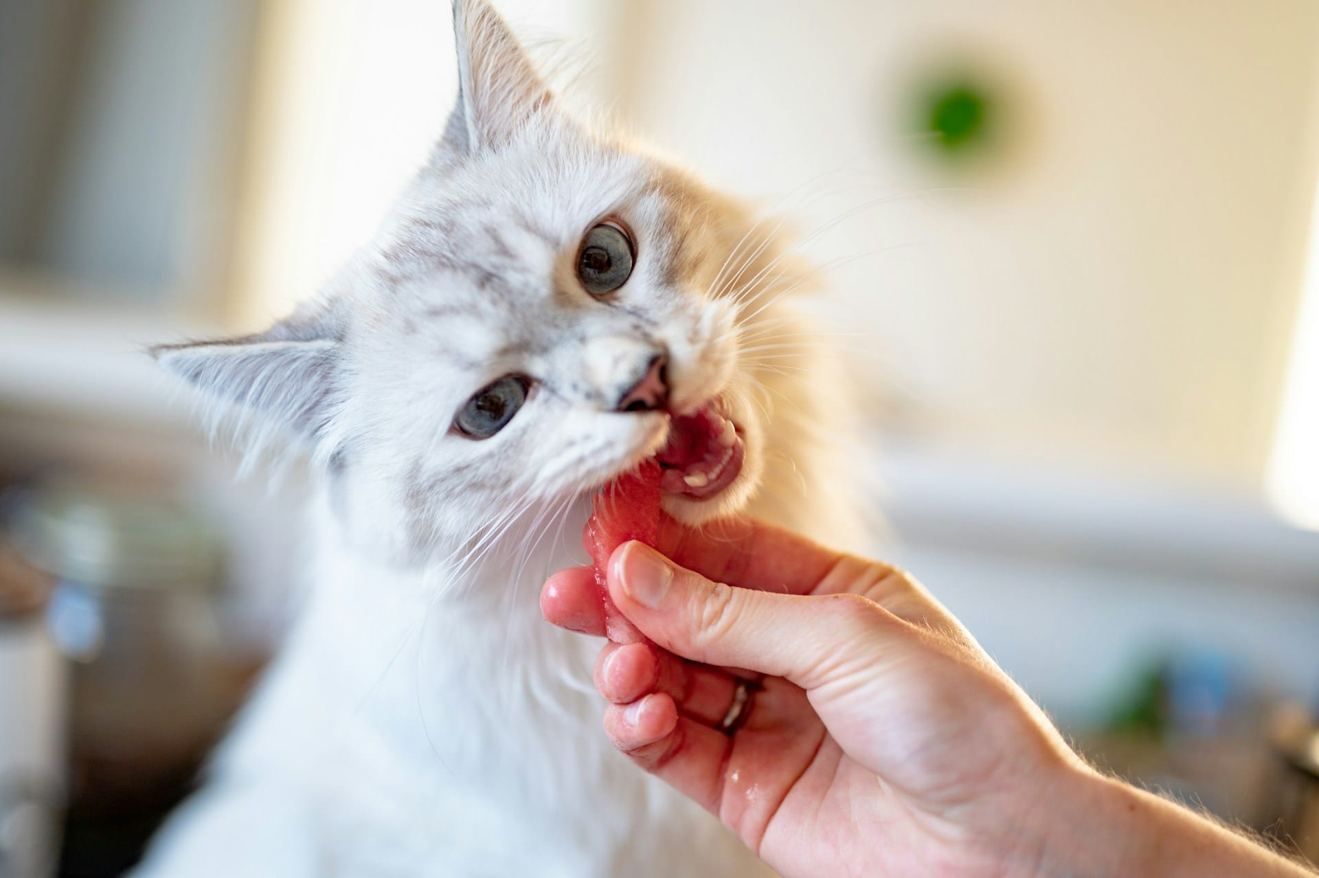 Uma alimentação natural é importante para manter a saúde e prevenir doenças, descubra snacks, toping, ração seca e húmida para gatos de todas as idades em murta.eco