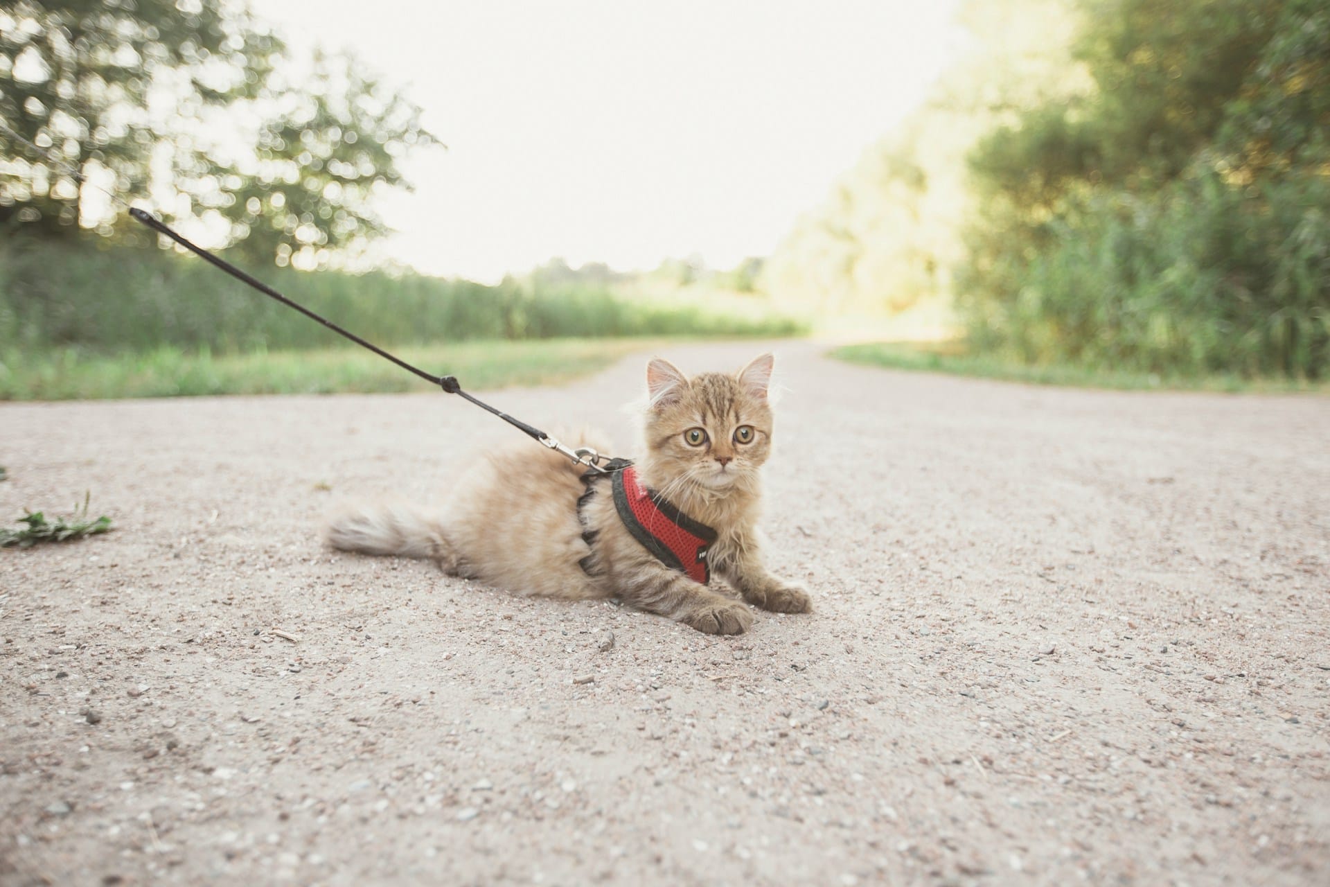 Coleiras, trelas e peitorais para gato artesanais e portugueses para passeios inesquecíveis disponíveis em murta.eco