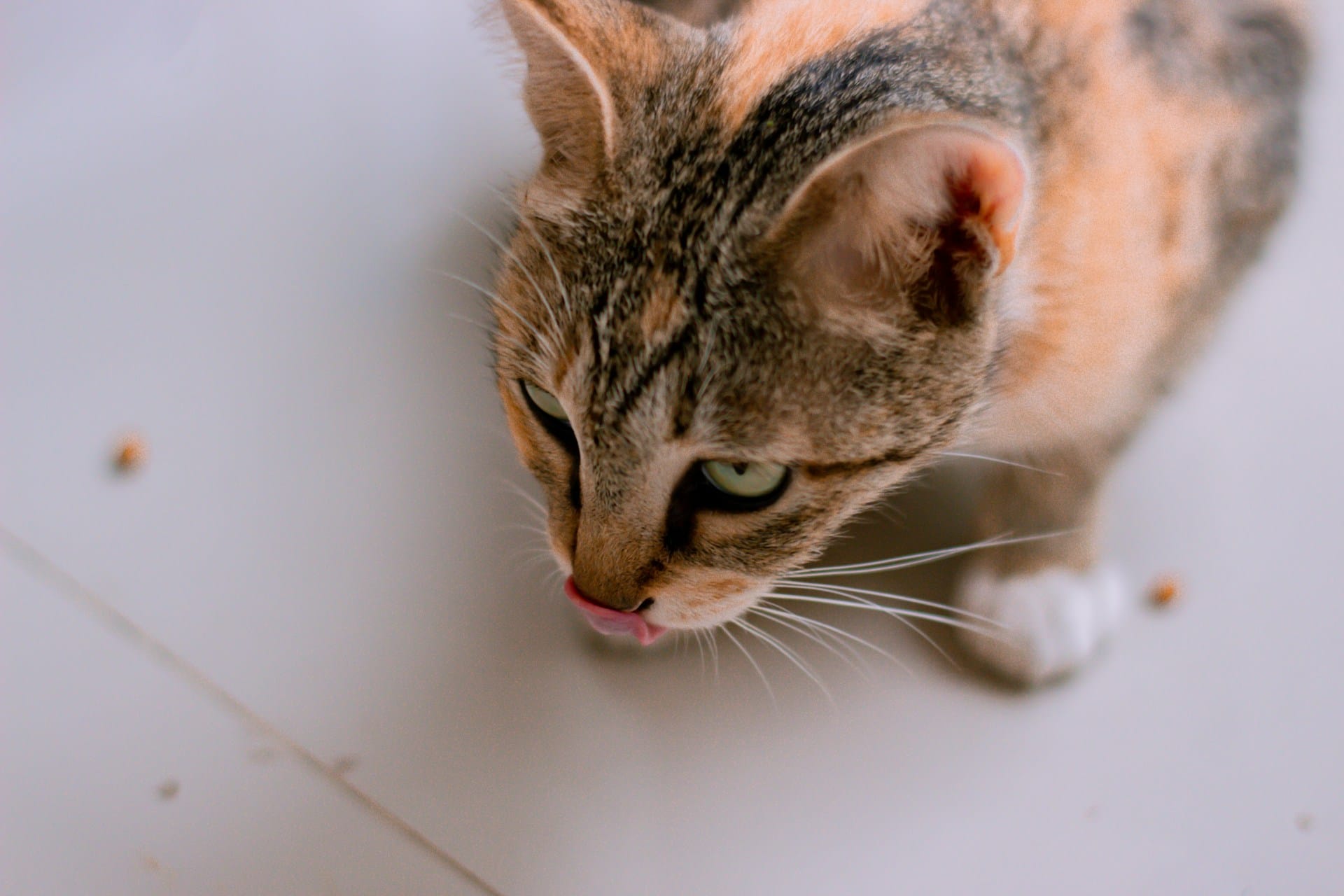 Saiba como criar biscoitos caseiros para o seu gato mime o seu felino com snacks naturais e saudáveis
