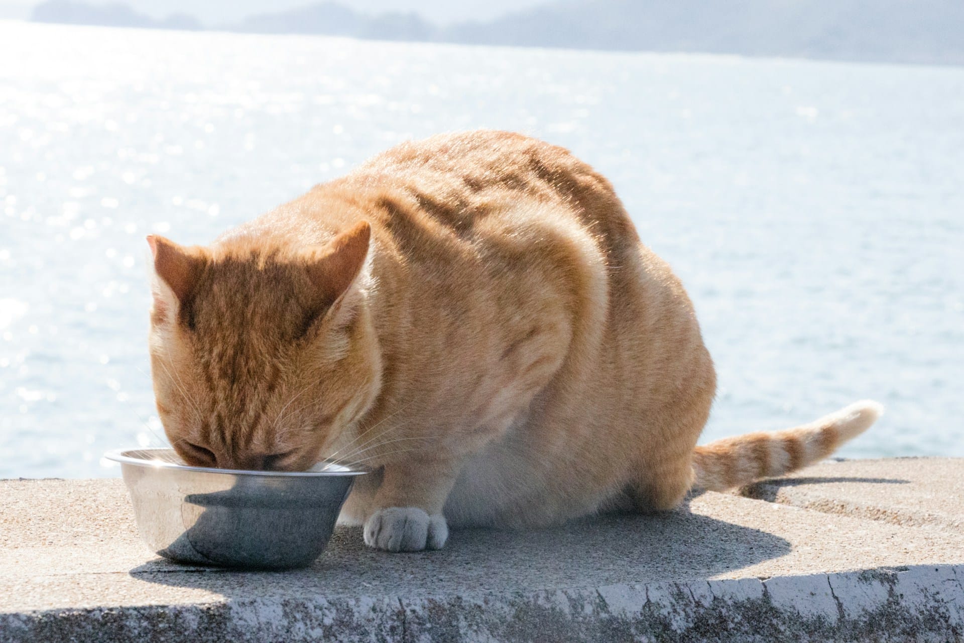Aprenda a criar biscoitos de atum para o seu gato mime o seu gato com snacks saudáveis naturais caseiros e deliciosos