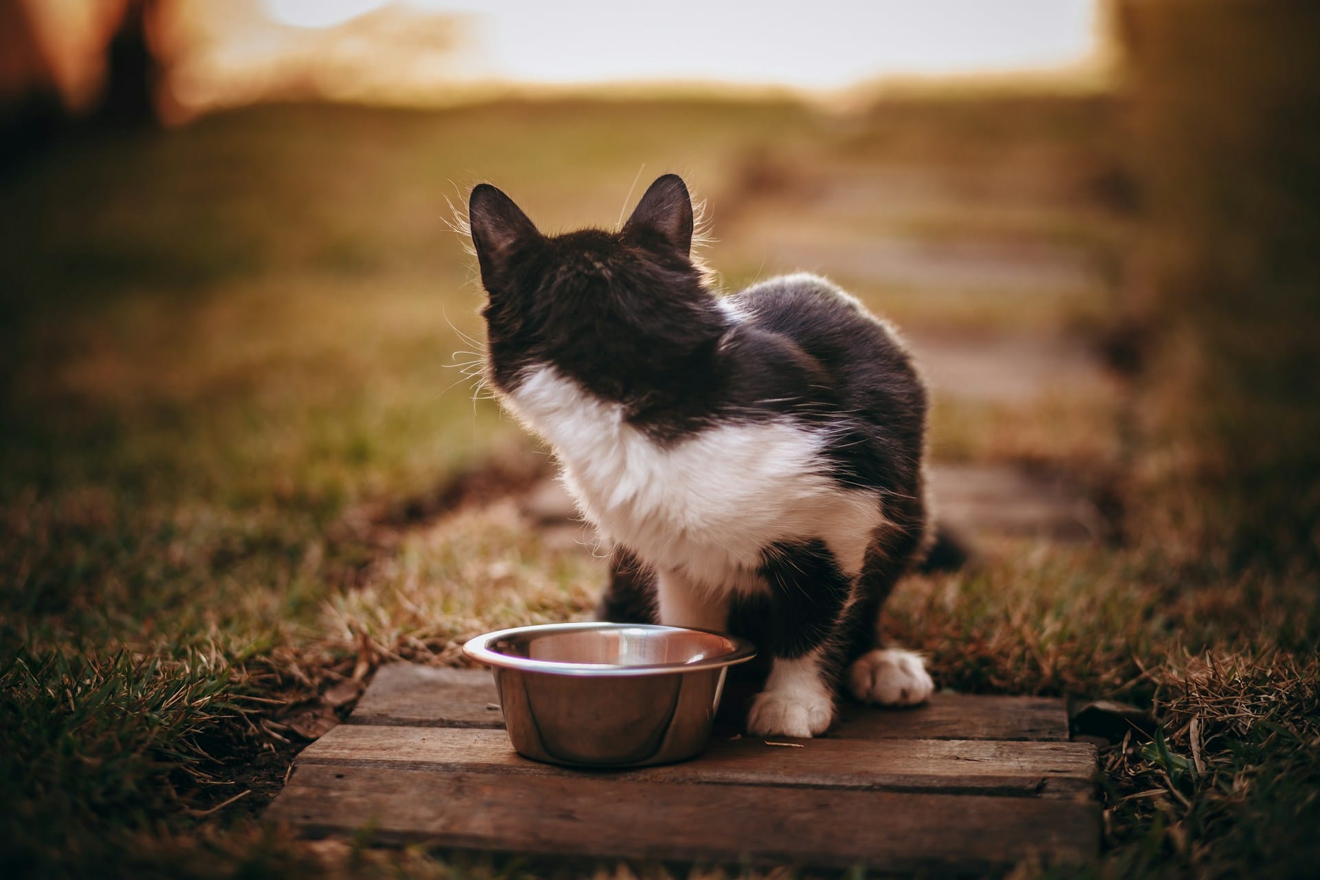 Descubra como criar gelados caseiros que irão deliciar o seu gato saudáveis naturais e simples