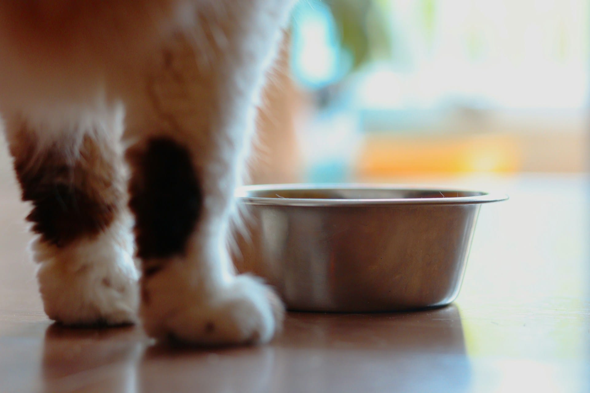 Aprenda a criar biscoitos e gelados caseiros para o seu gato, naturais, saudáveis e simples para deliciar o seu patudo