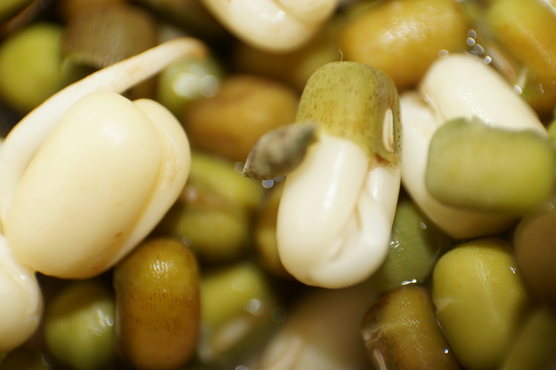 Saiba como germinar sementes em frasco ou recipiente apenas com sementes e água, reforce a nutrição da sua família de forma simples e efcaz
