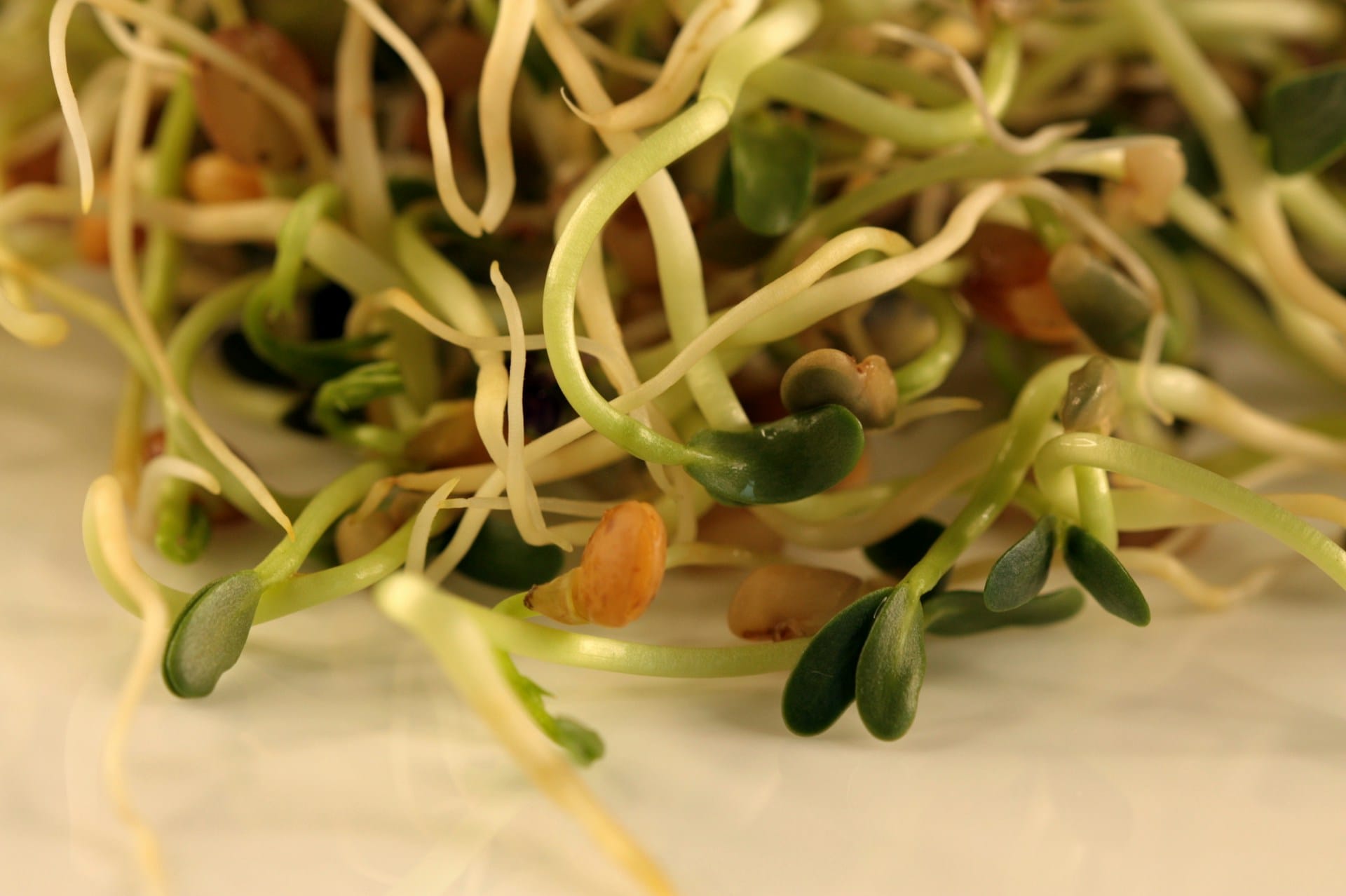 Germine sementes em frascos ou germinadores, melhore a nutrição da sua família de forma simples e durante todo o ano