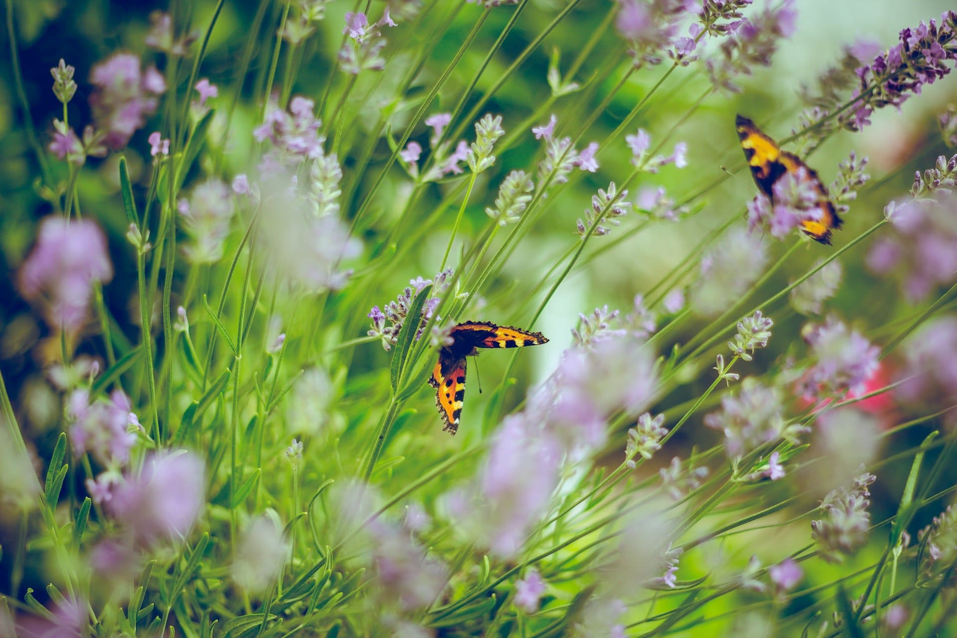 Atreva-se a cultivar na sua varanda, terraço ou jardim, desfrute de legumes, frutas, aromáticas e flores semeadas por si, conheça a lista para este mês de agosto em Portugal