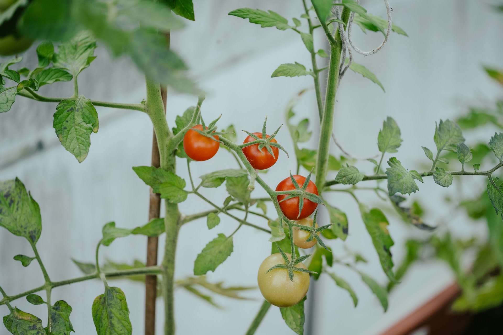 Tomates podem ser uma ótima sugestão produtiva e eficiente para espaços não muito elevados, experimente e crie sombra enquanto produz deliciosos frutos