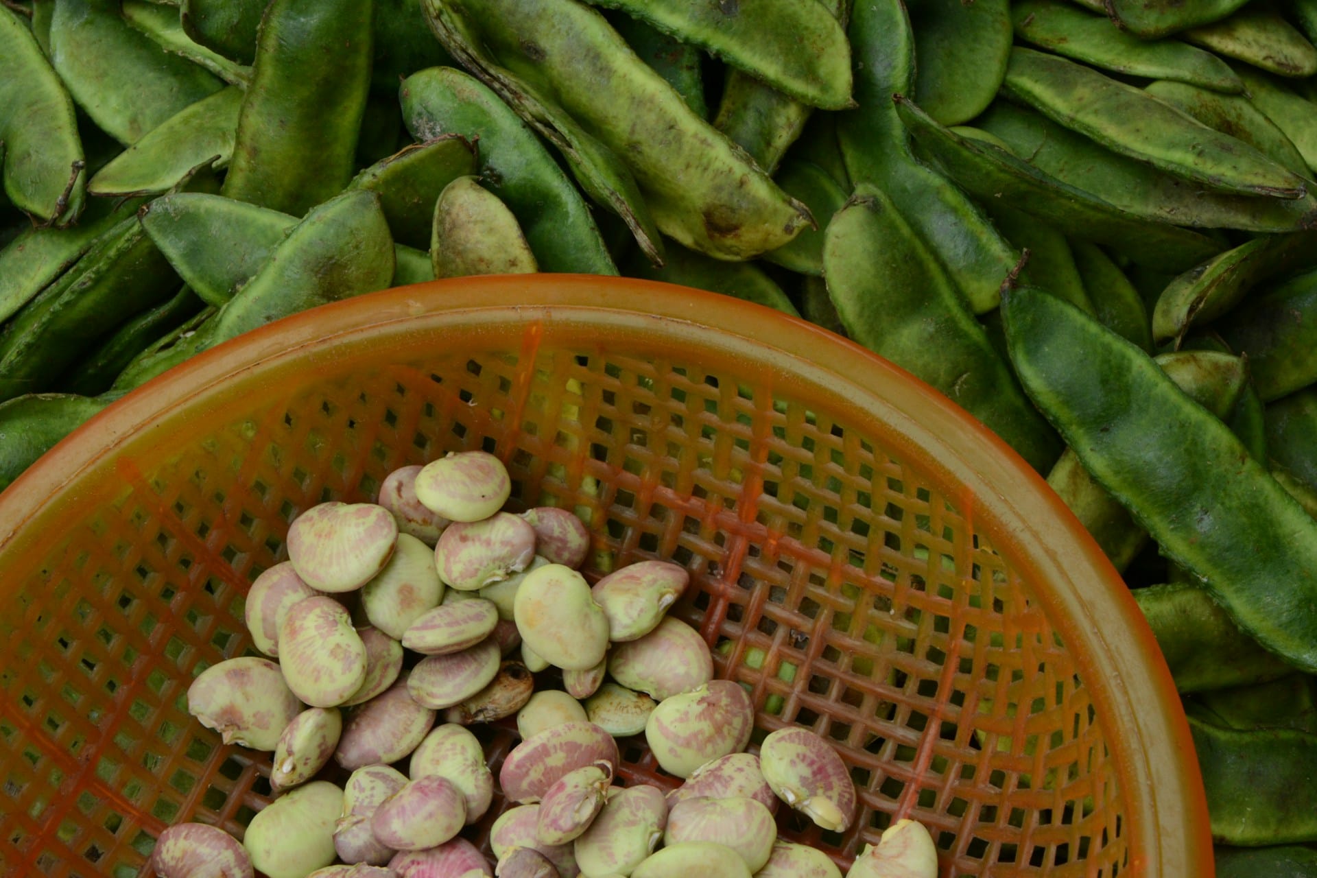 Como o consumo de leguminosas e de uma dieta vegetal tem impacto no sistema alimentar, saúde, economia e ambiente