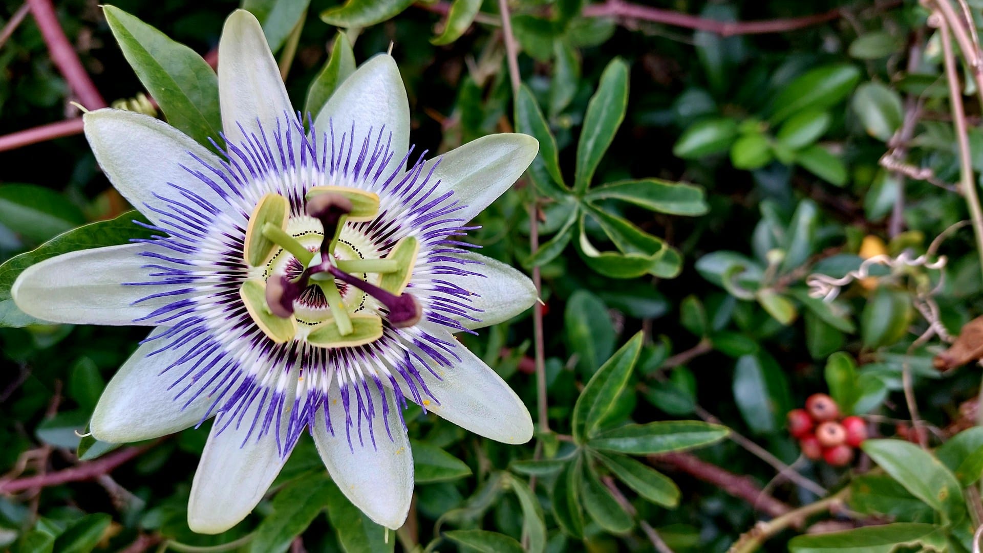 Conheça plantas trepadeiras ideais para criar sombra em áreas exterior com peso reduzido ou intermédio 