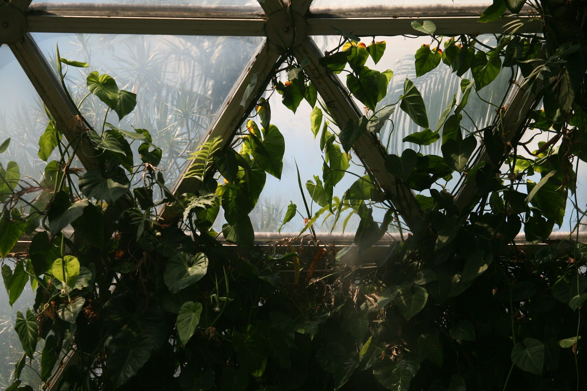 Saiba como utilizar trepadeiras de fruto para criar sombra refrescante na sua área exterior e desfrutar dos dias de calor à sombra