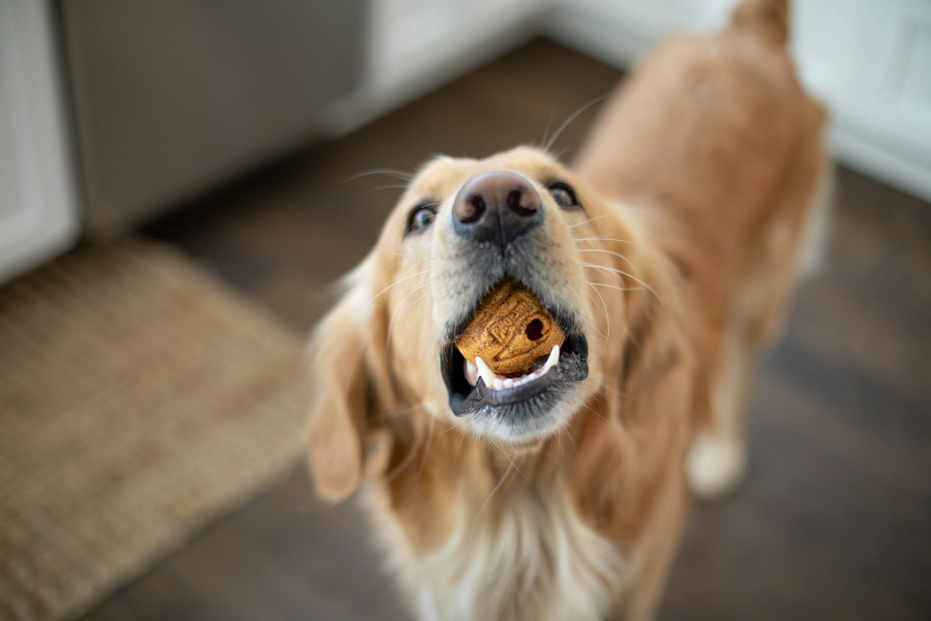 Saiba como criar biscoitos caseiros e gelados caseiros para os seus cães com ingredientes comuns e baratos de forma simples e rápida delicie o seu patudo com snacks saudáveis caseiros