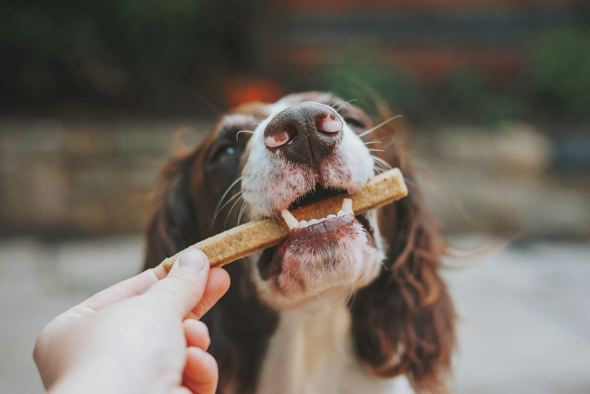 Duas Receitas de Snacks Saudáveis para Cães