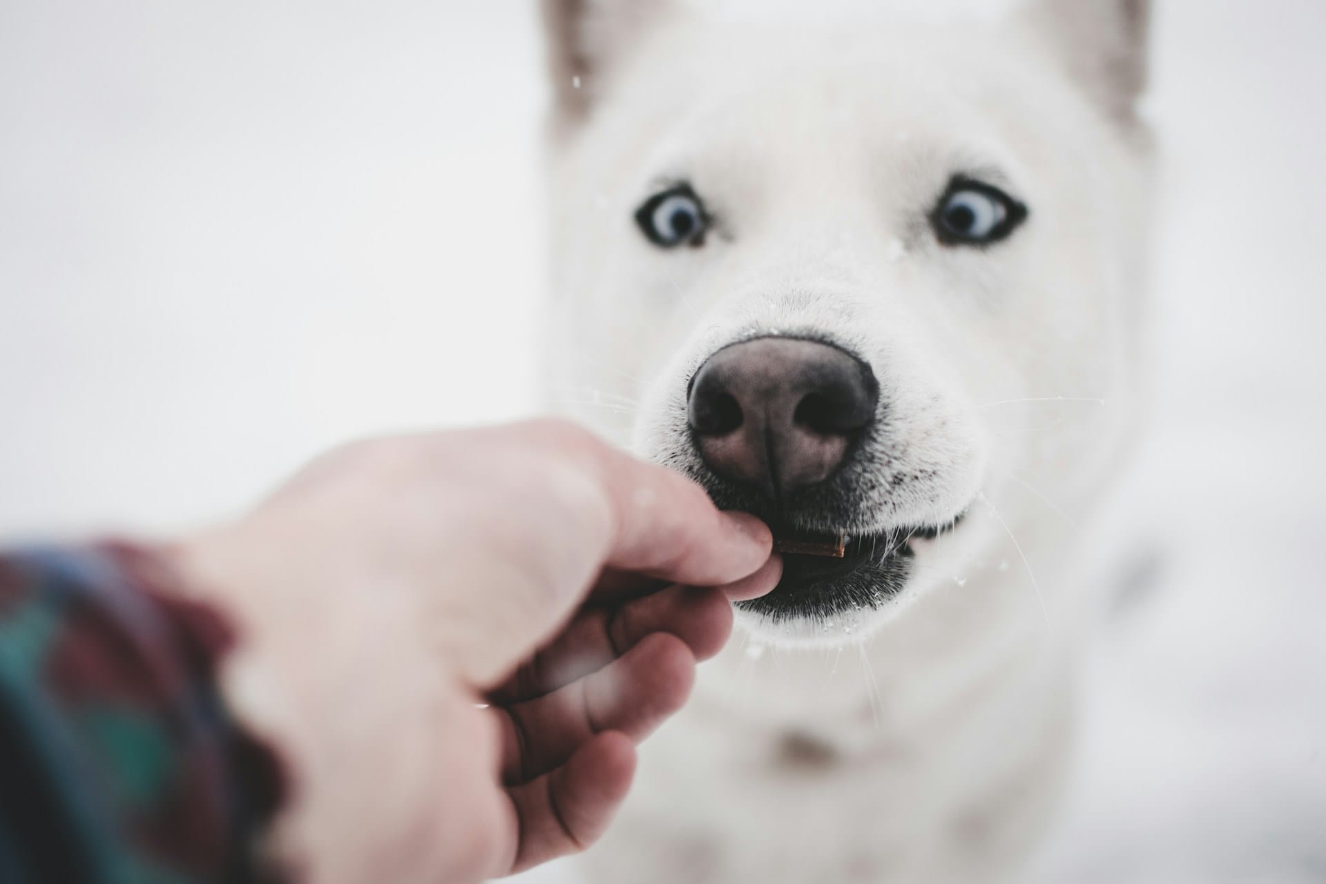 Aprenda a criar gelado caseiro simples para cães com ervas aromáticas especiarias e iogurte natural simples prático e saudável para refrescar os patudos nos dias de calor
