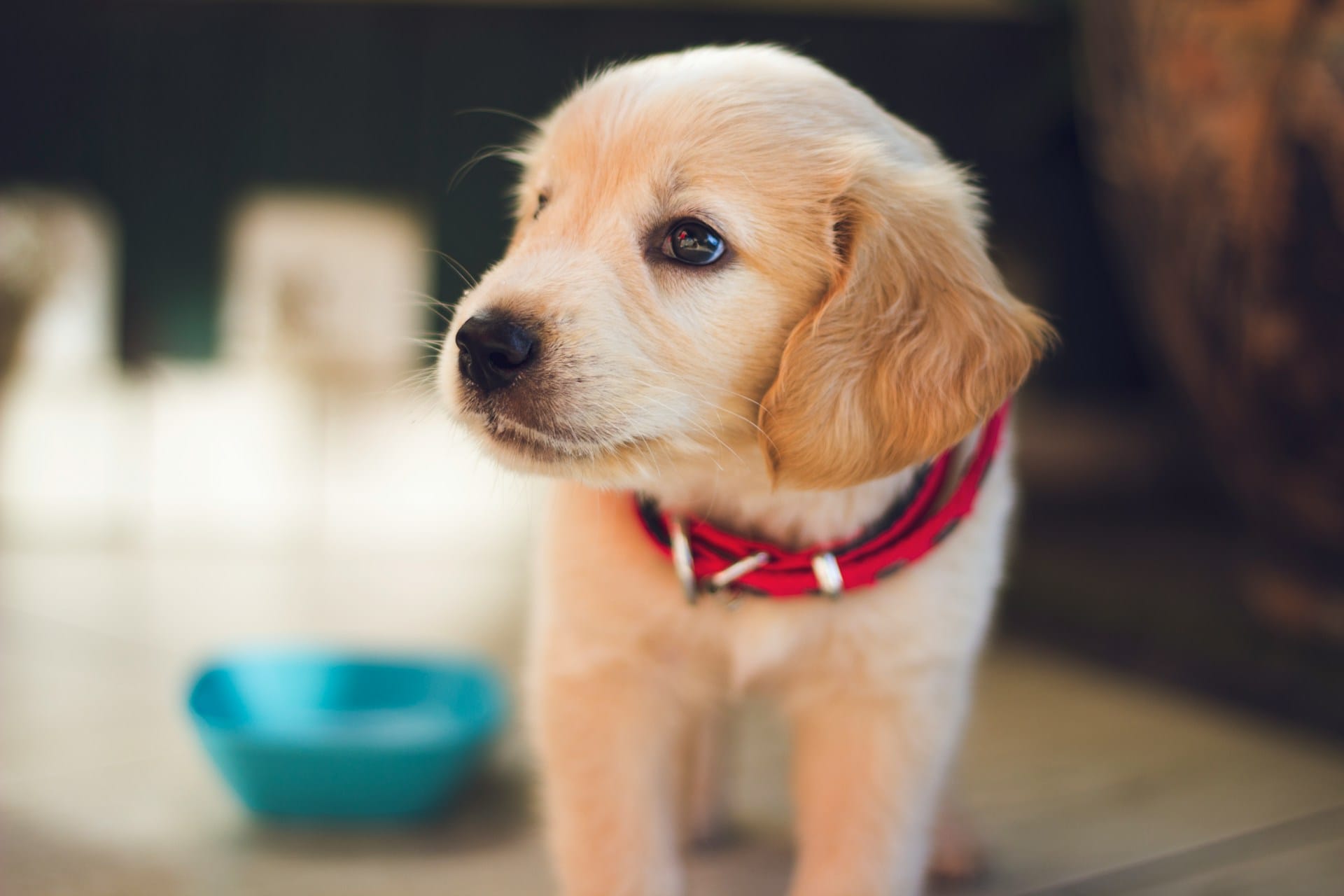 Conheça as nossas dicas e sugestões de artigos para criar um cão cachorro ou sénior com saúde sustentabilidade e muita felicidade