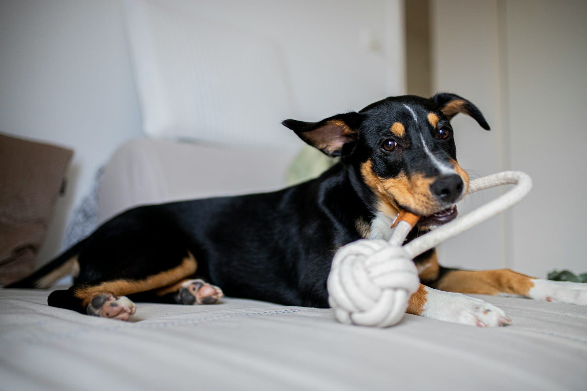 Sugestões de materiais para brinquedos seguros para cães dicas de utilização e de cuidado