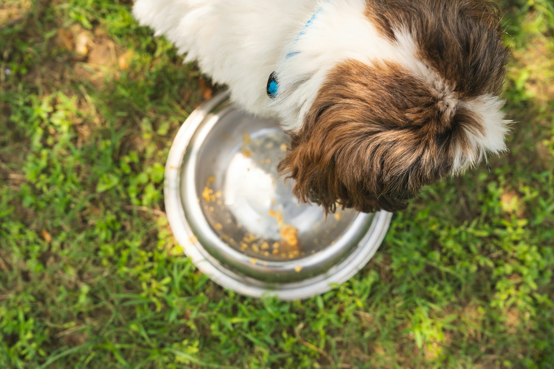 Sugestões de alimentação natural local e nacional para nutrir o seu cão com os melhores ingredientes adequados à sua idade atividade física e peso corporal