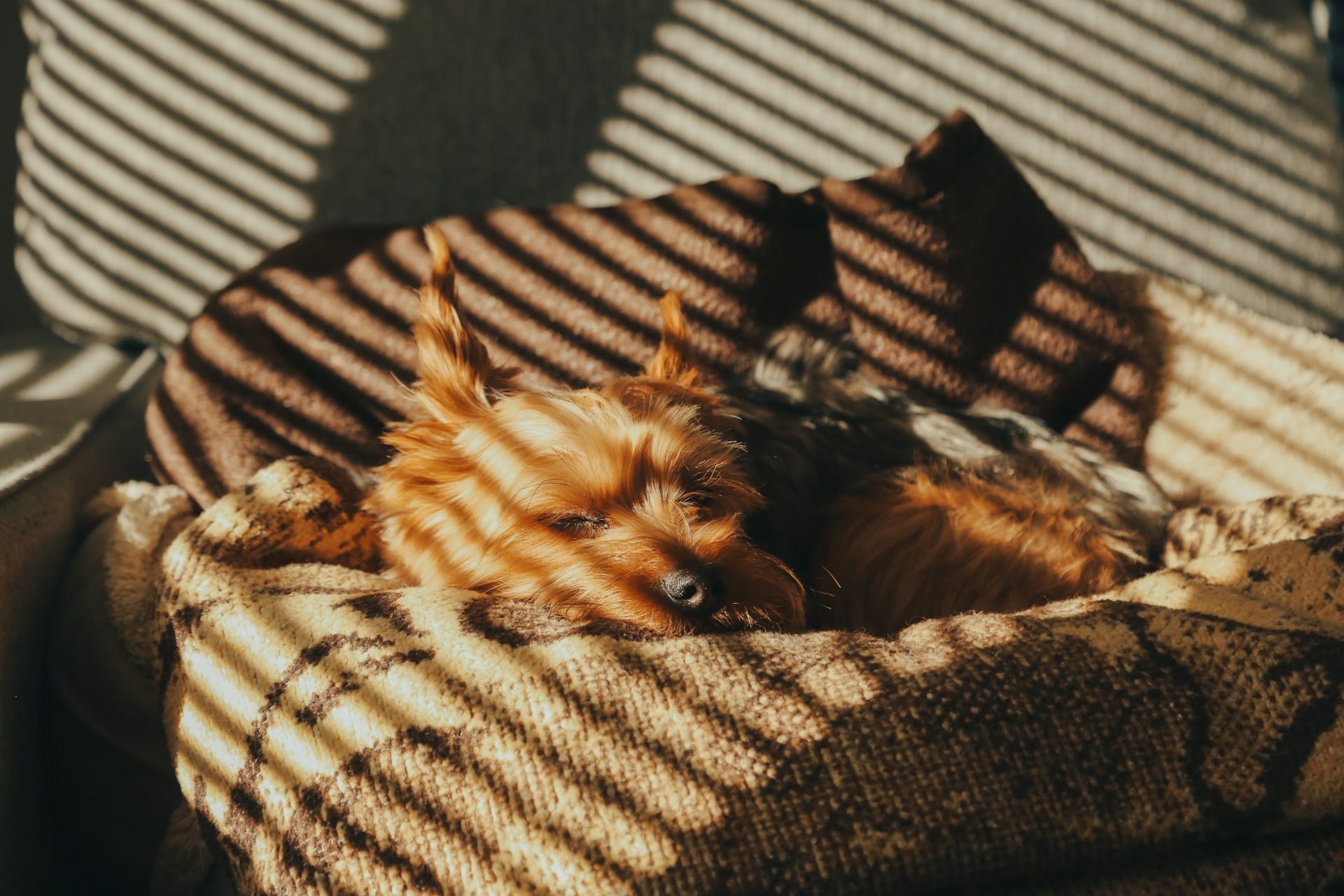 Dicas para a compra da cama ideal para o seu cão confortável segura e sustentável as nossas dicas e experiências