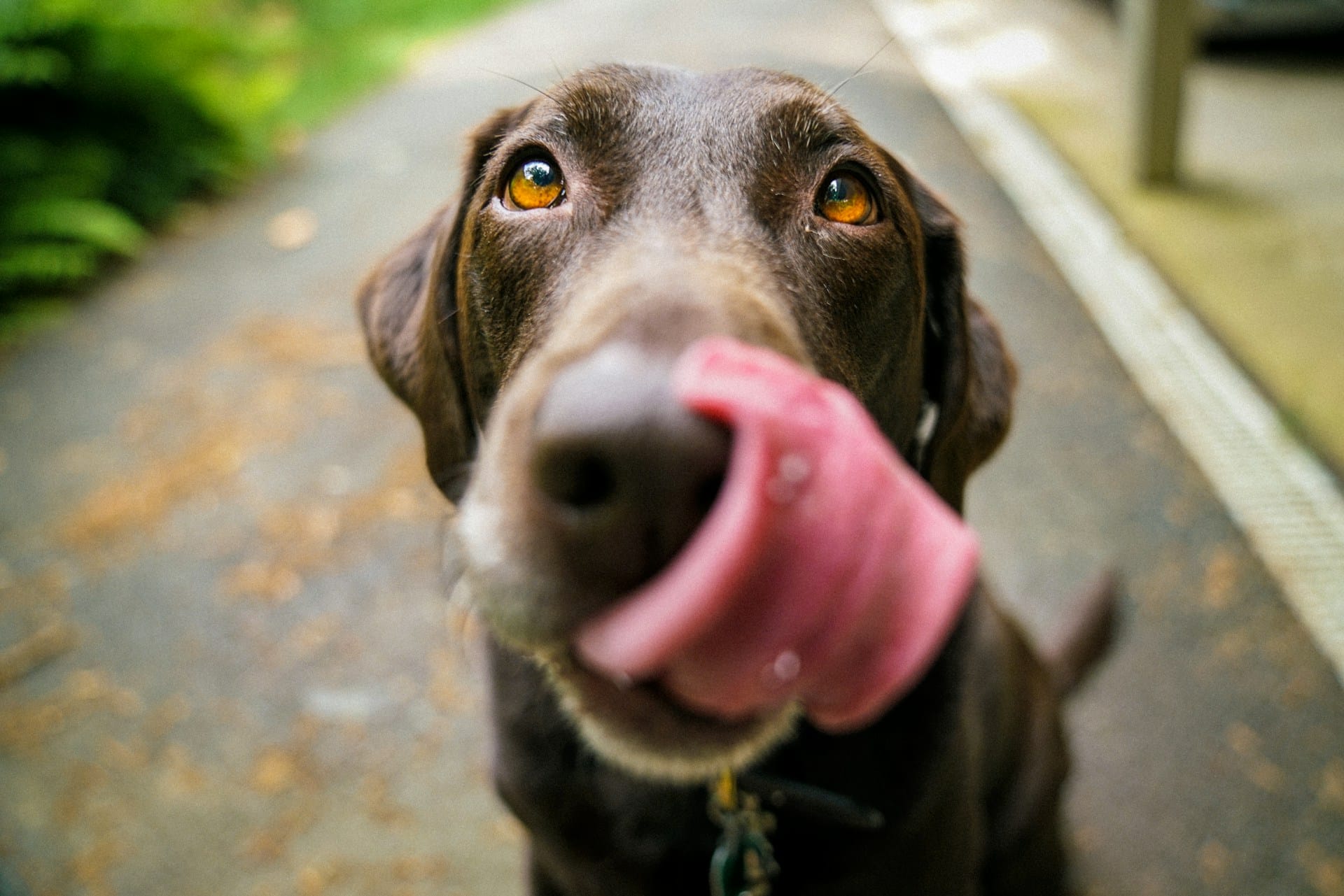 Dicas e sugestões sobre alimentação saudável e sustentável para o seu cão saiba como nutrir da melhor forma o seu patudo com reduzida pegada ecológica