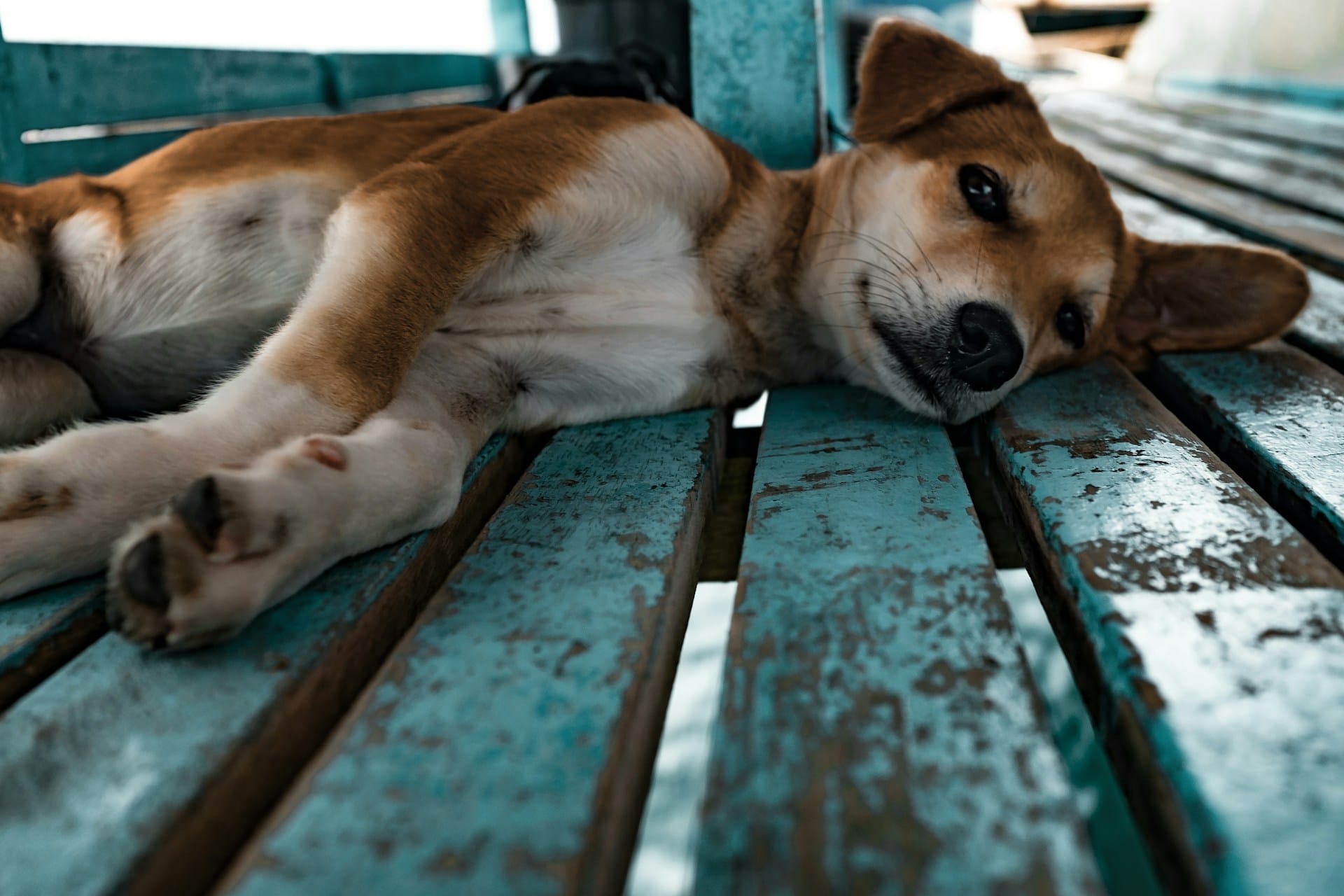 Proteja o seu cão de doenças e problemas de saúde com prevenção e soluções naturais simples e com idas ao veterinário regulares para controlo