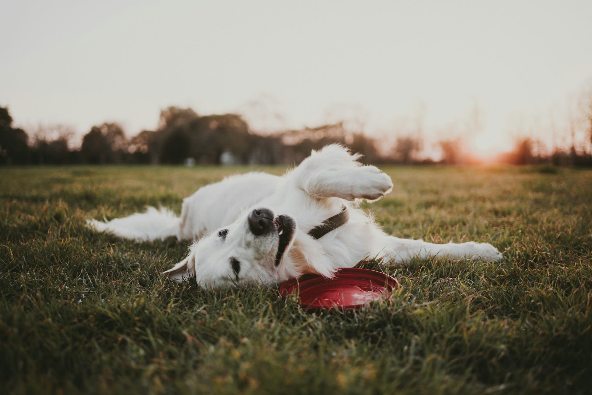 Dê ao seu Cão uma Vida Feliz, Saudável e Sustentável