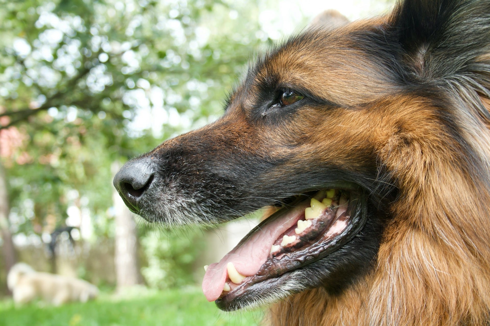 Saiba como criar snack dentário para cuidar dos dentes e prevenir o mau hálito do seu cão, evite doenças e mantenha o seu patudo feliz e ativo