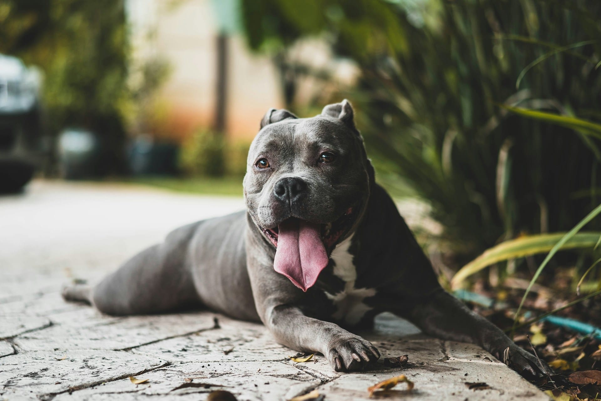 Saiba como criar elixir bucal para cães, para pulverizar ou beber, com ingredientes comuns e simples, previna mau hálito e problemas de saúde nas gengivas
