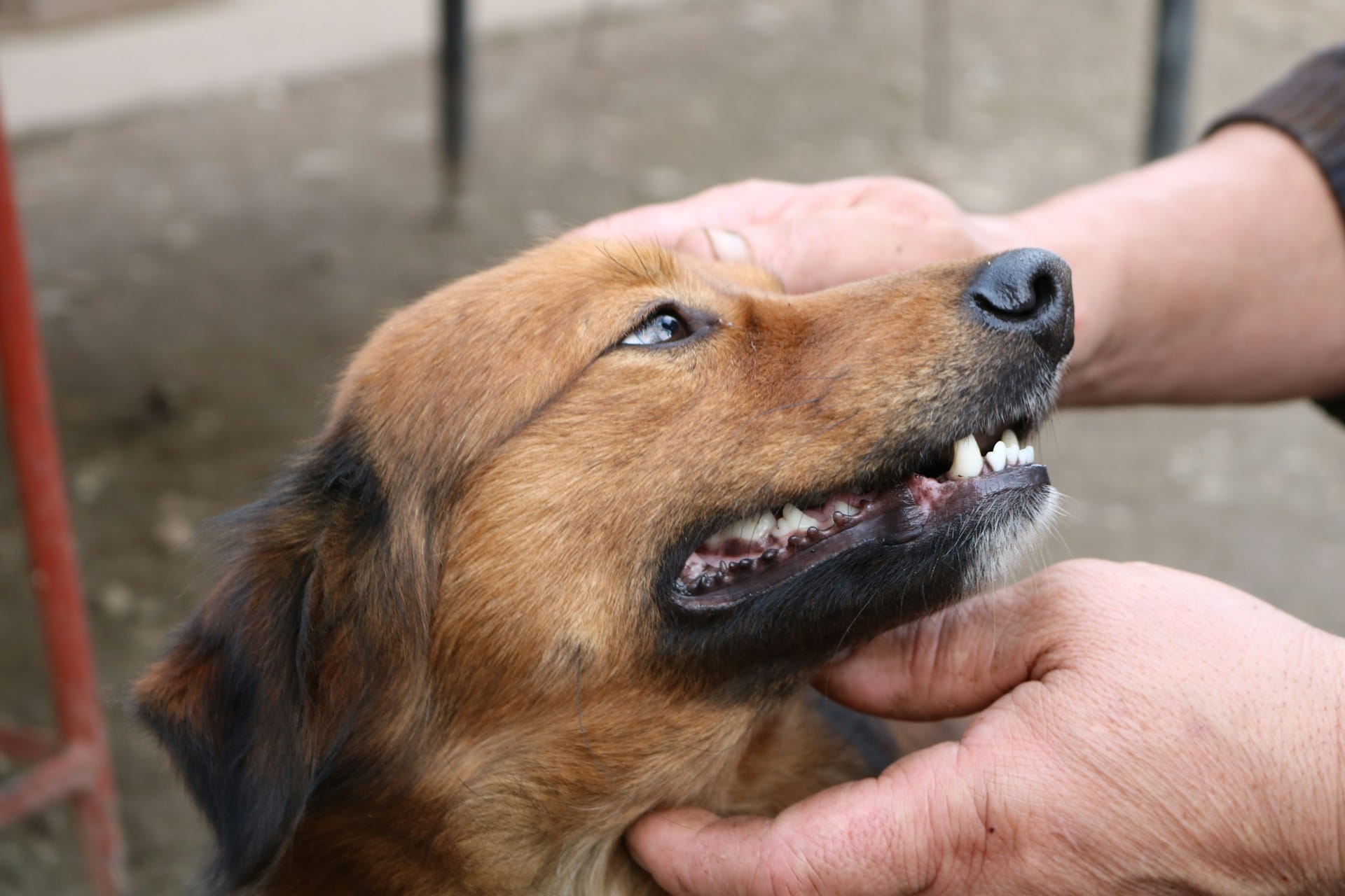 Aprenda a criar pasta de dentes para cães, previna o mau hálito, a acumulação de tártaro e gengivites no seu patudo
