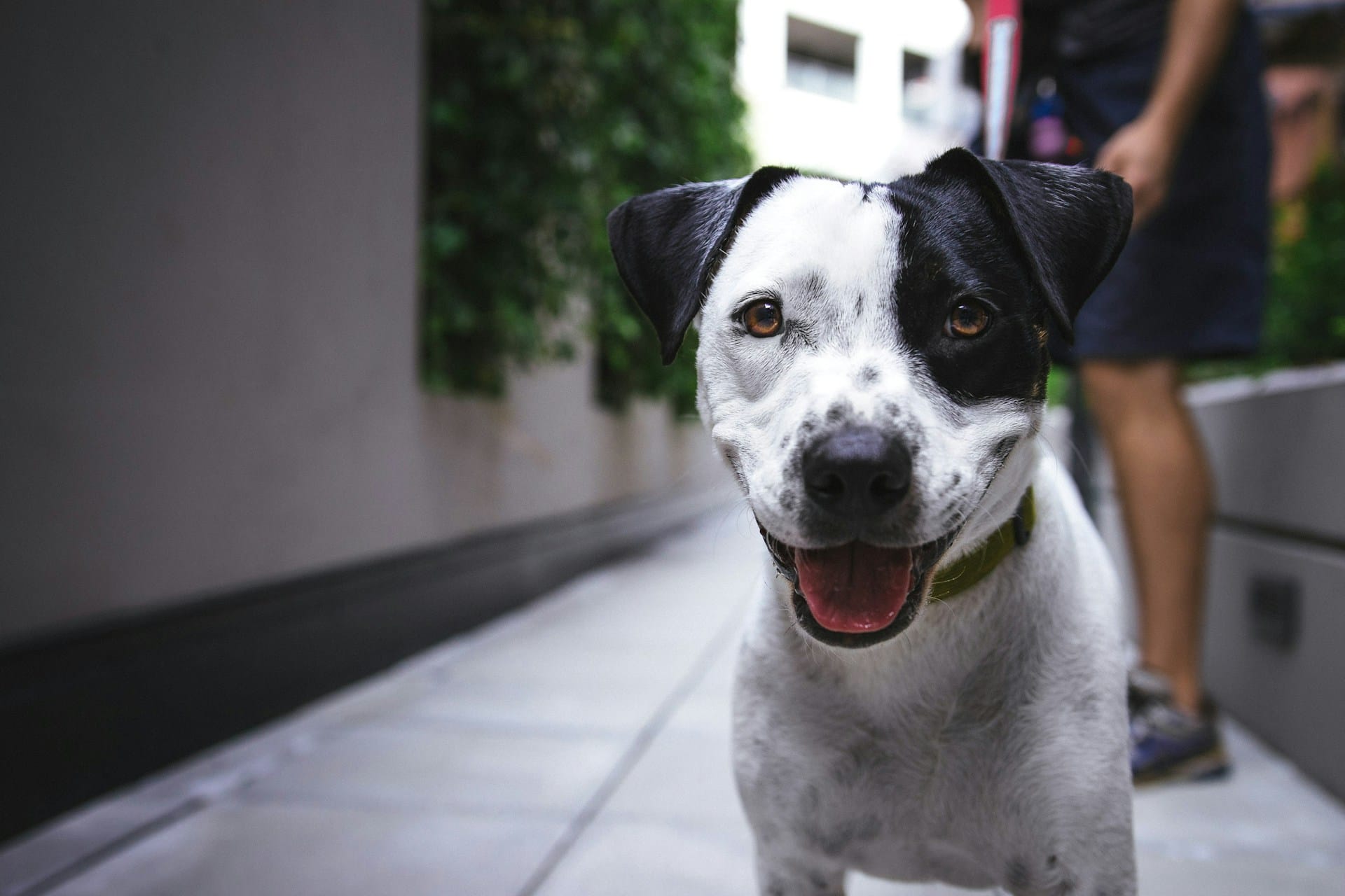 4 Sugestões Caseiras para a Higiene Dentária do seu Cão