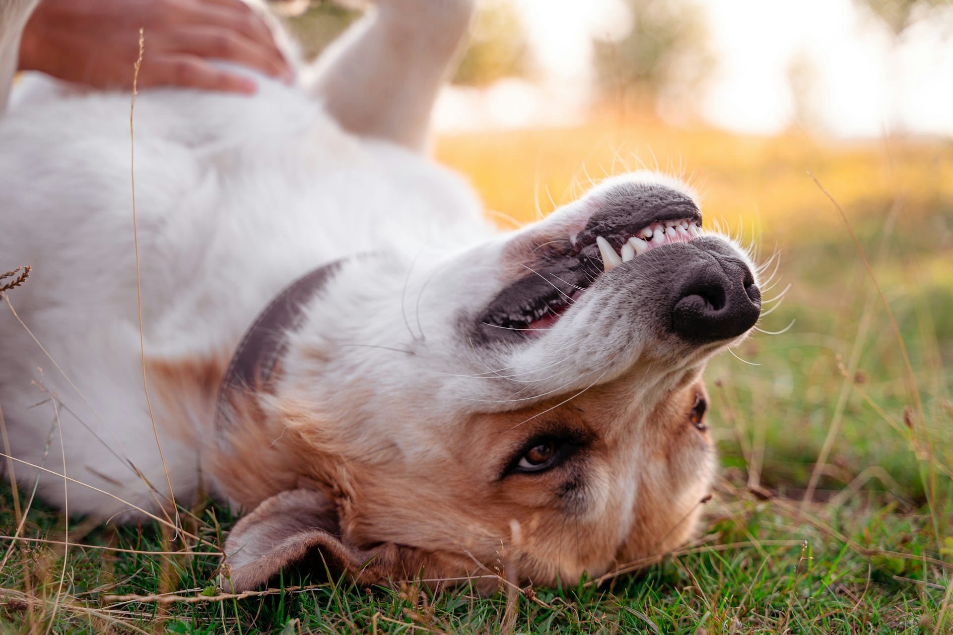 Saiba como criar de forma simples snacks dentários para o seu cão, previna o mau hálito, o tártaro e gengivites