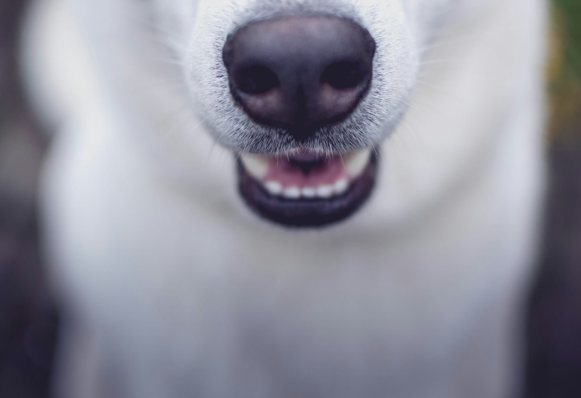 Aprenda a criar snacks dentários, pasta de dentes, elixir bucal e solução para gengivite para cães, proteja a saúde dentária do seu patudo