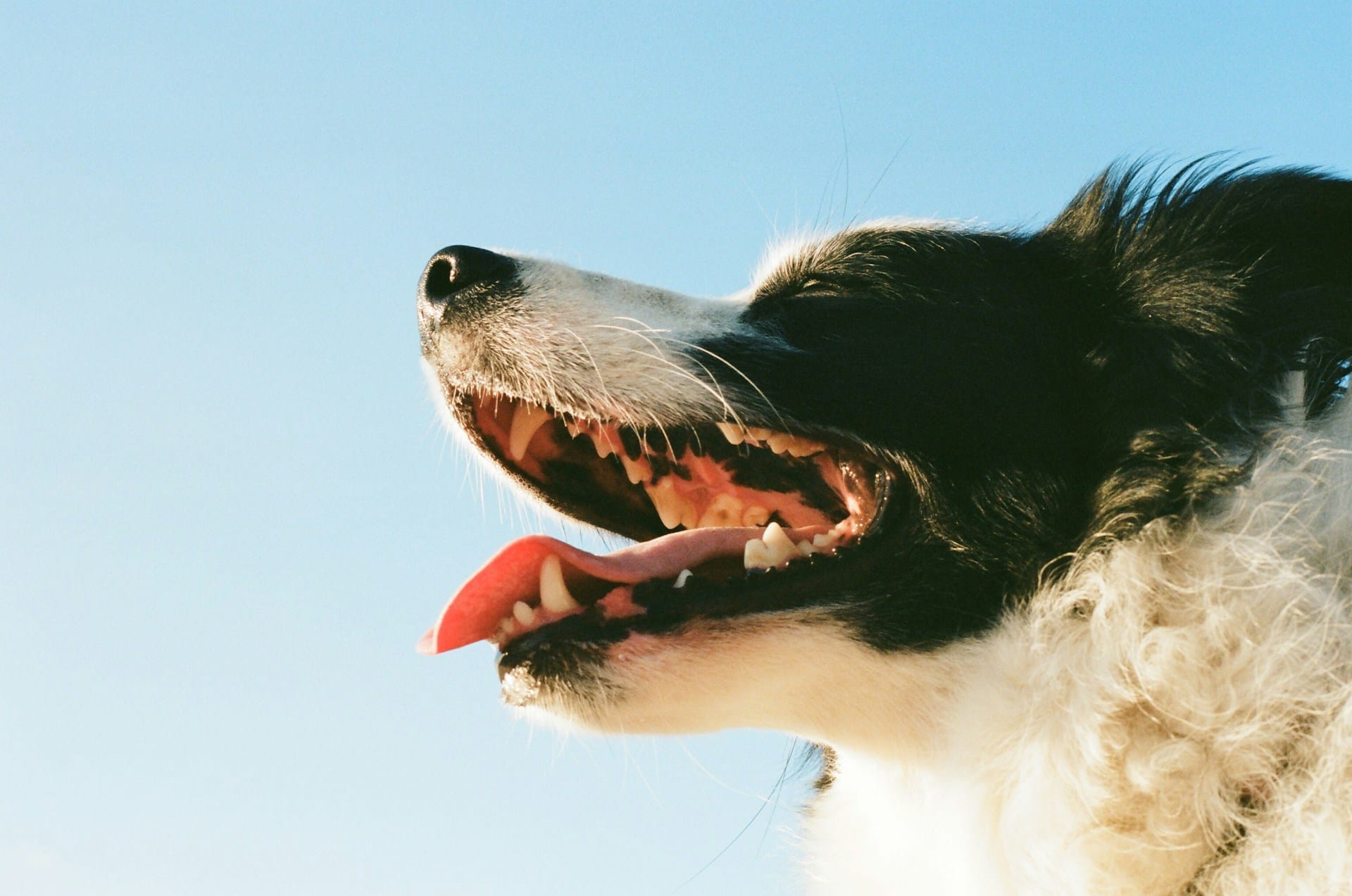 Sugerimos dois soluções naturais e simples, recomendadas por veterinários, para a gengivite, reduza a inflamação e deixe o seu cão mais confortável com estas receitas e soluções