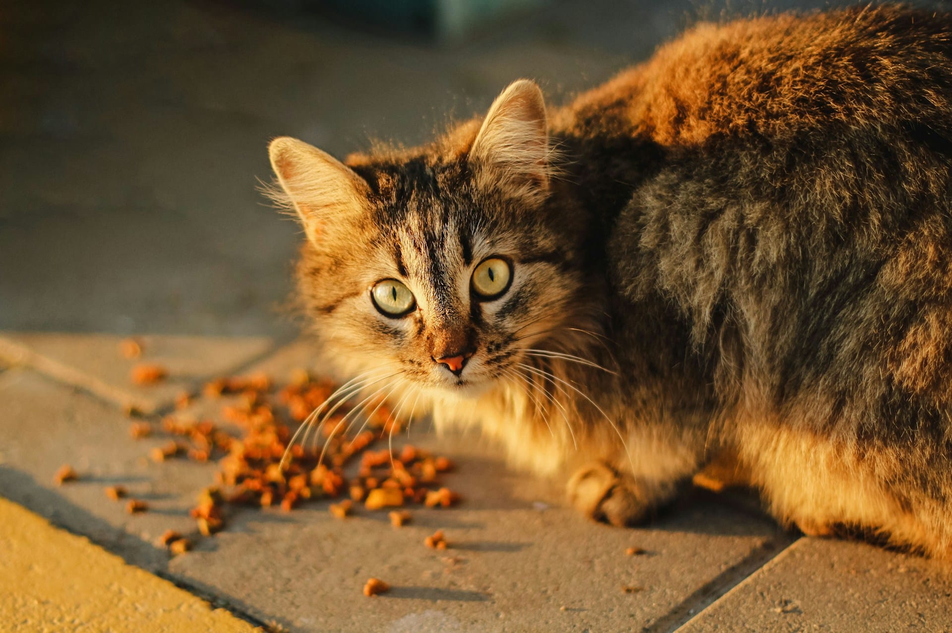 Aprenda a criar biscoitos de queijo naturais saudáveis e caseiros para o seu gato mime o seu felino com snacks feitos por si