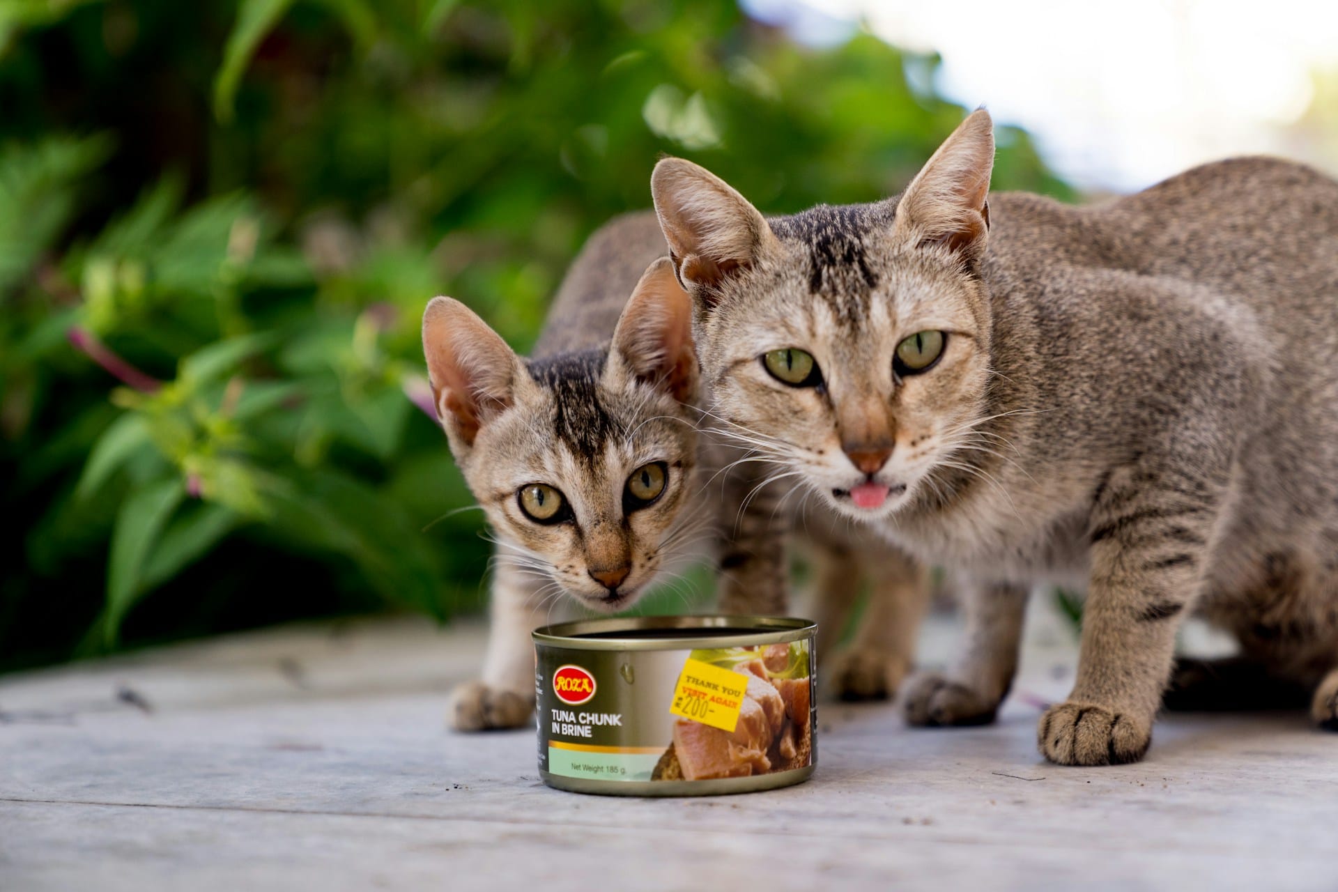 Saiba como criar biscoitos de atum para deliciar o seu gato com um snack caseiro simples e natural