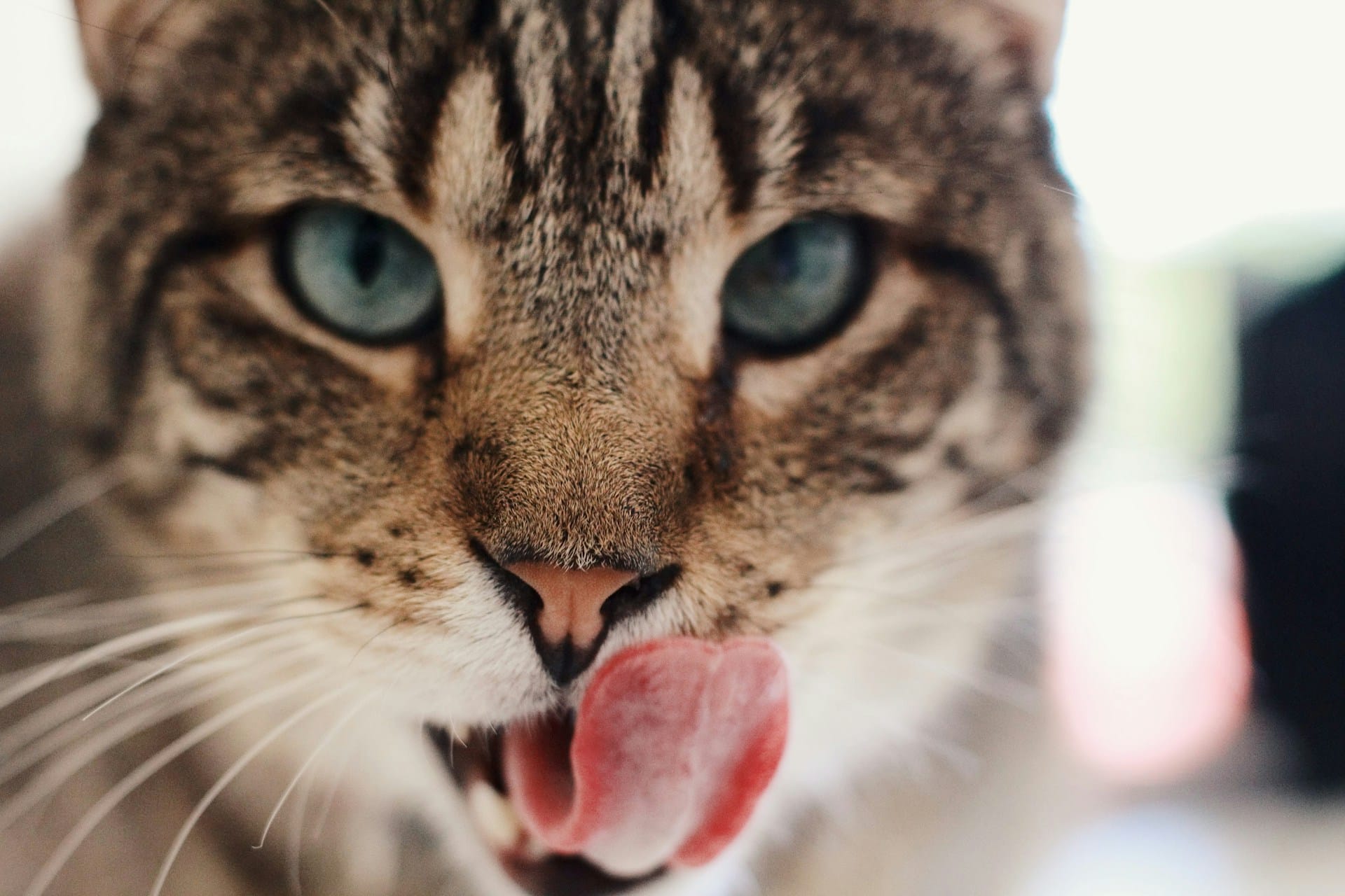 Aprenda a criar biscoitos caseiros e gelados para os seus gatos. Naturais e saudáveis vão fazer as delícias do seu gato!