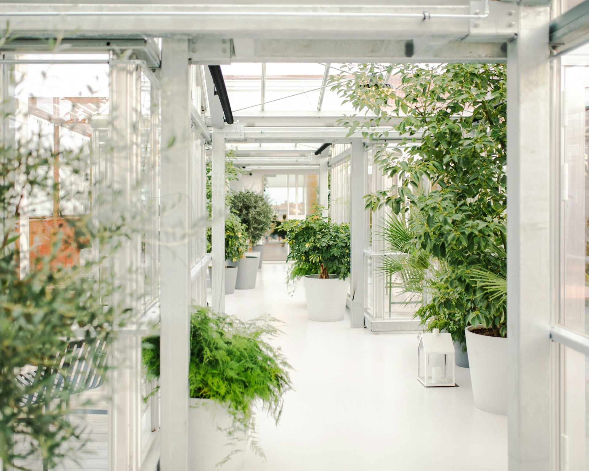 Dicas para convencer o seu patrão a adicionar plantas no espaço de trabalho individual ou comum, quais os benefícios e utilidades