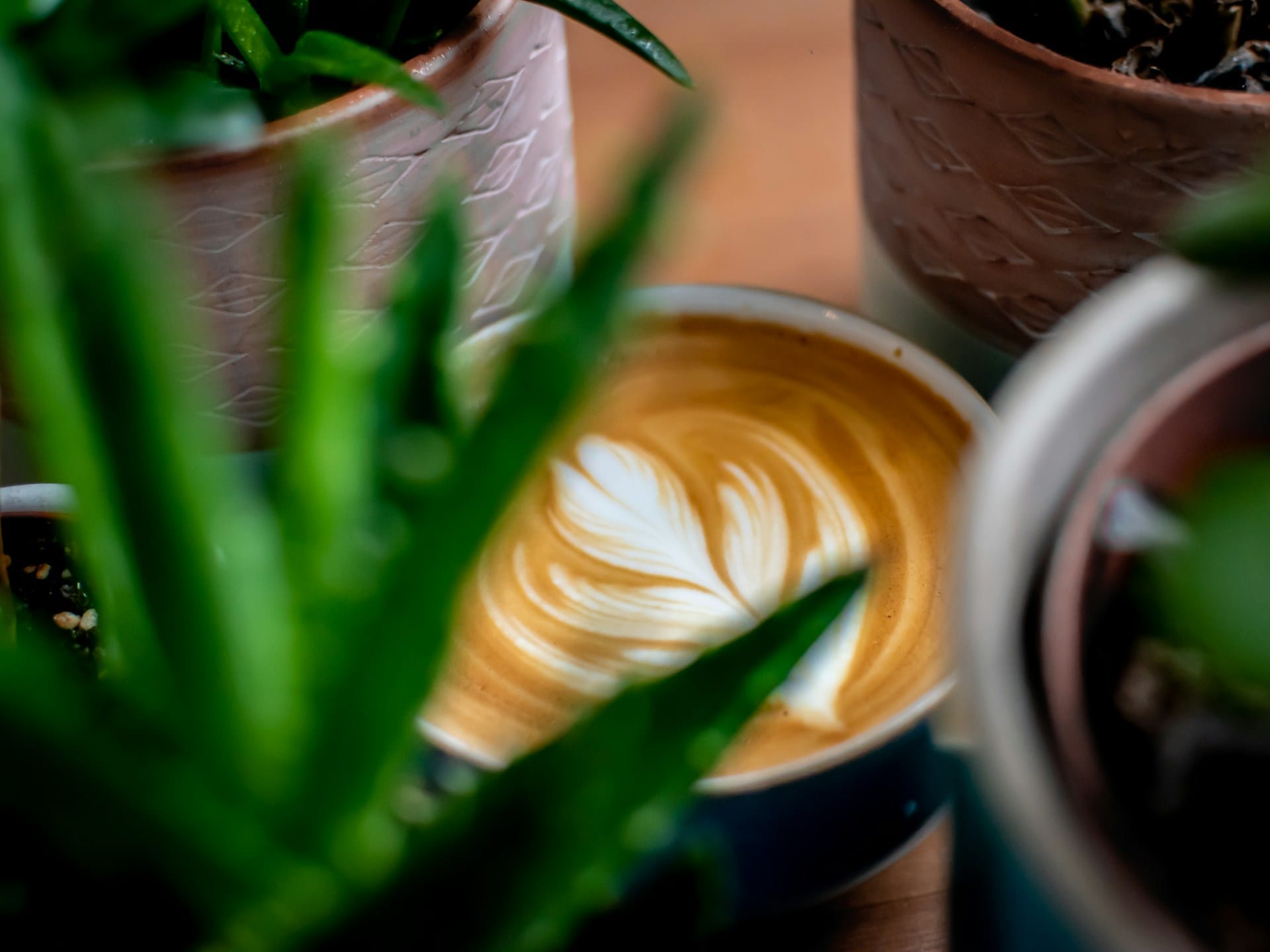 Conheça as propriedades e utilidades de plantas de interior decorativas e funcionais, aprenda a utilizar aloe vera abetos erva-gateira e bambu de forma simples, tire o máximo partido da sua decoração natural