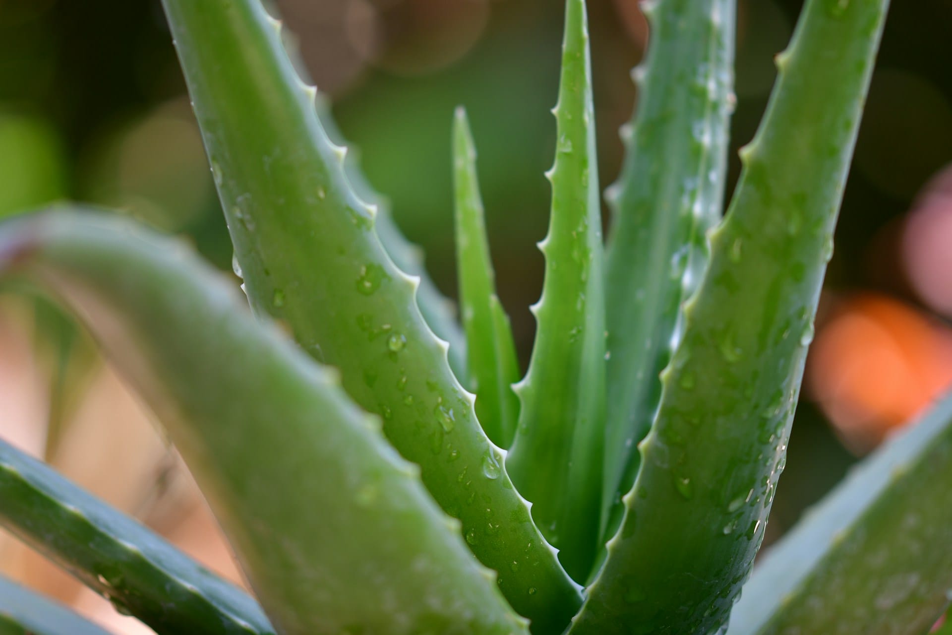 Propriedades da planta aloe vera, saiba como pode tirar partido do gel que a planta produz para curar e criar cosmética natural, aprenda a remover o gel das folhas da aloe vera