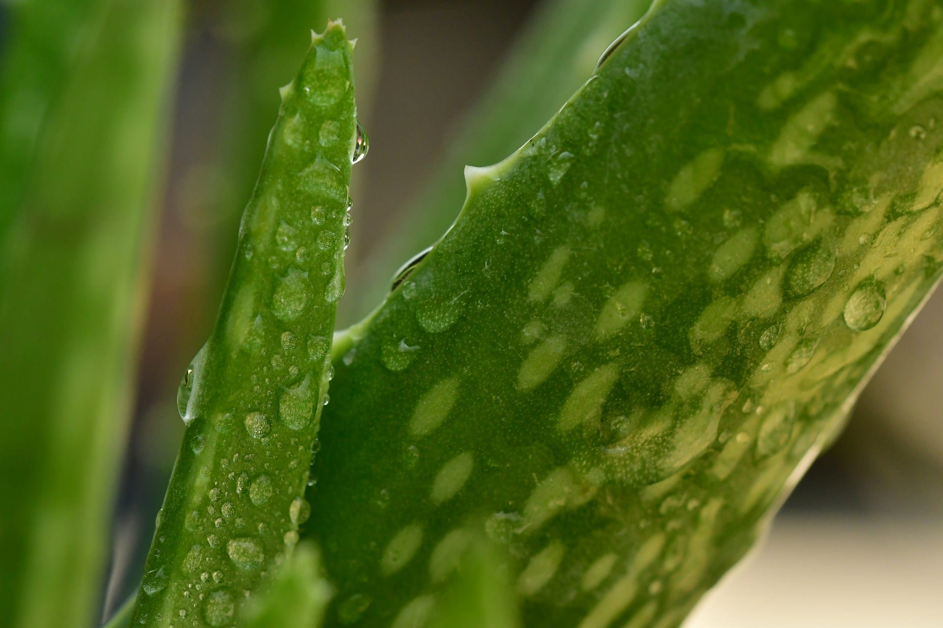 Aprenda a remover o gel produzido nas folhas da planta aloe vera e para que o pode utilizar, mantenha de forma simples uma planta decorativa com propriedades utilitárias e medicinais