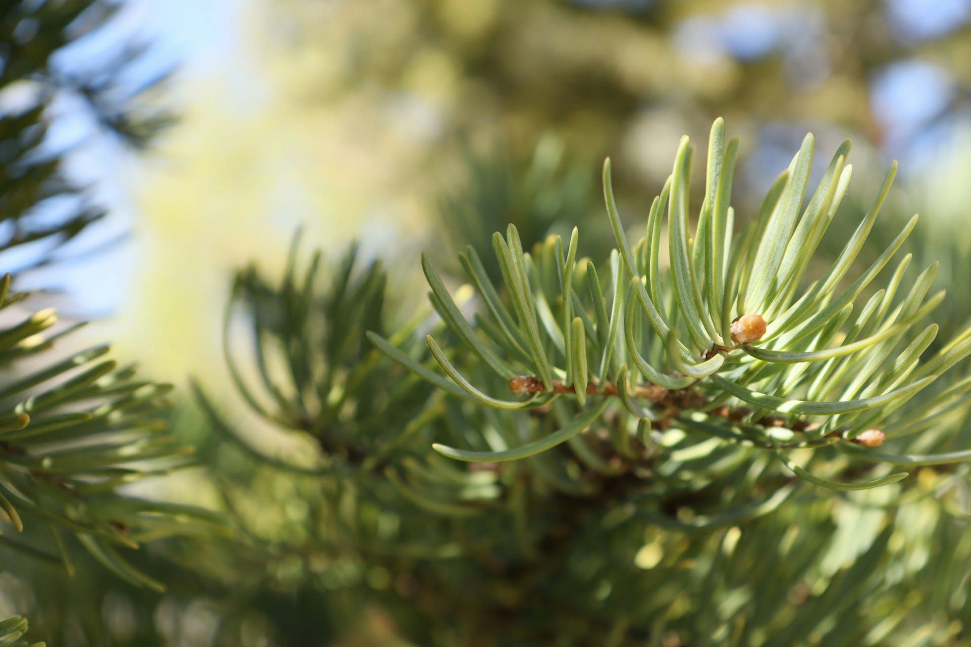 Dicas para manter em vaso abetos como árvores de natal naturais, transforme a sua época festiva com uma árvore natural e planta de interior muito especial