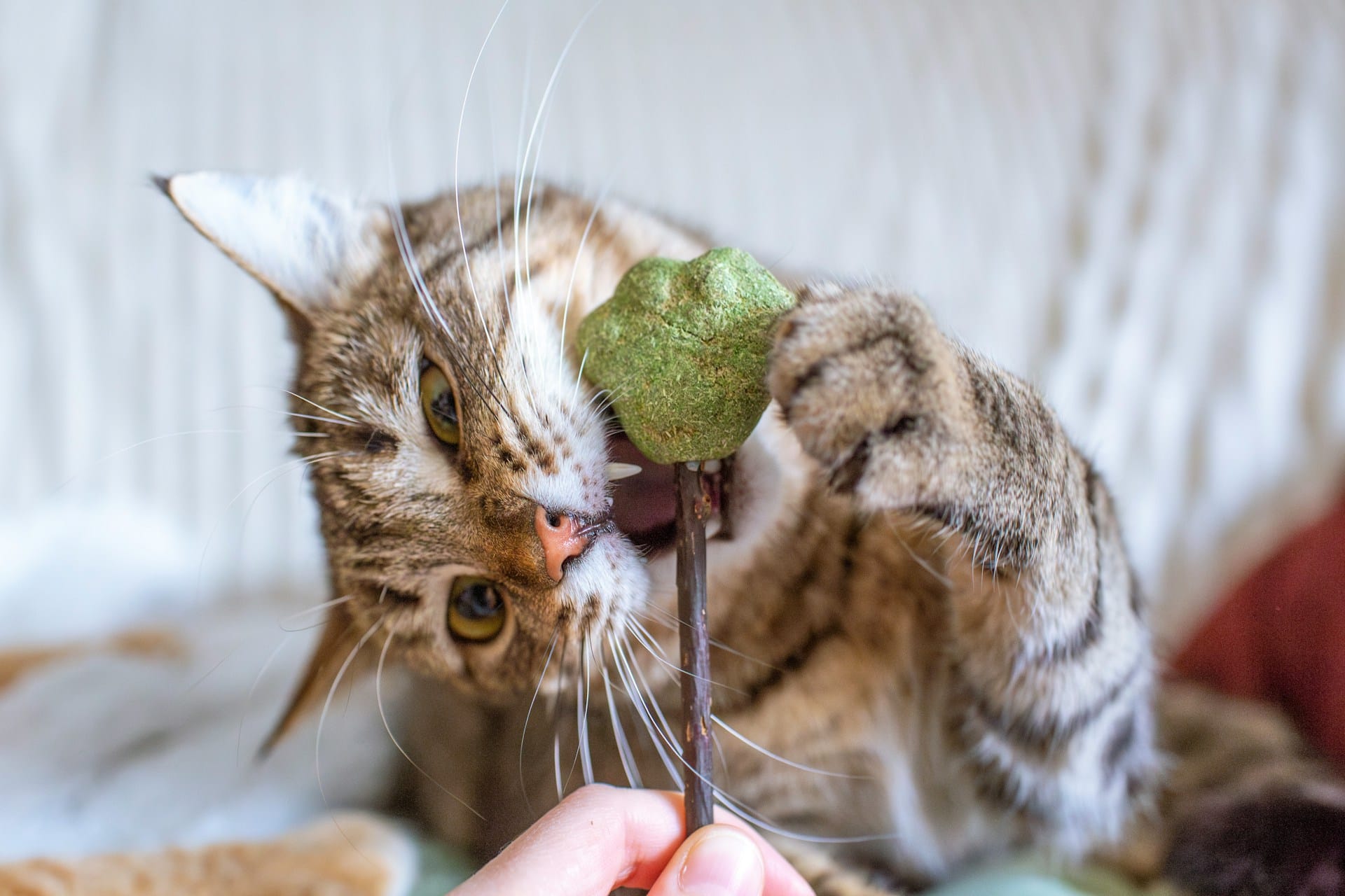 Saiba como cultivar erva-gateira ou catnip e forneça ao seu gato momentos de diversão e relaxamento com uma planta natural e decorativa