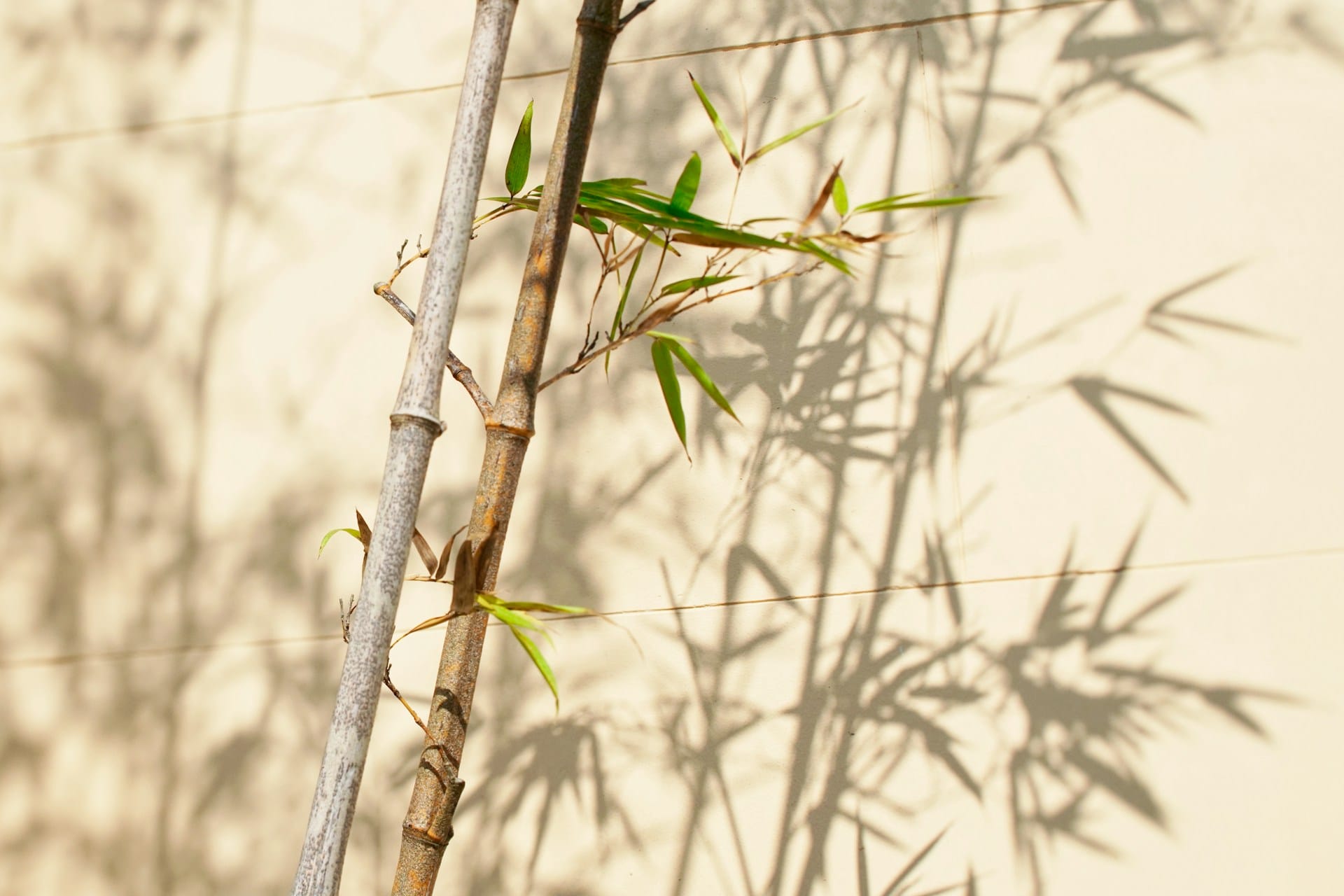 Descubra as utilizações possíveis para o bambu que tem em casa como planta ornamental, aprenda a tirar o máximo partido das capacidades utilitárias desta planta bambu
