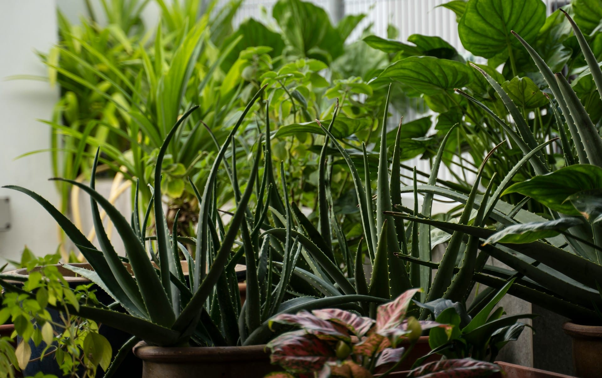 Tire o máximo partido das capacidades utilitárias e medicinais das suas plantas de interior, mantenha plantas decorativas mas que possuem utilidade, saiba como tirar o máximo partido de aloe vera abetos erva-gateira e bambu